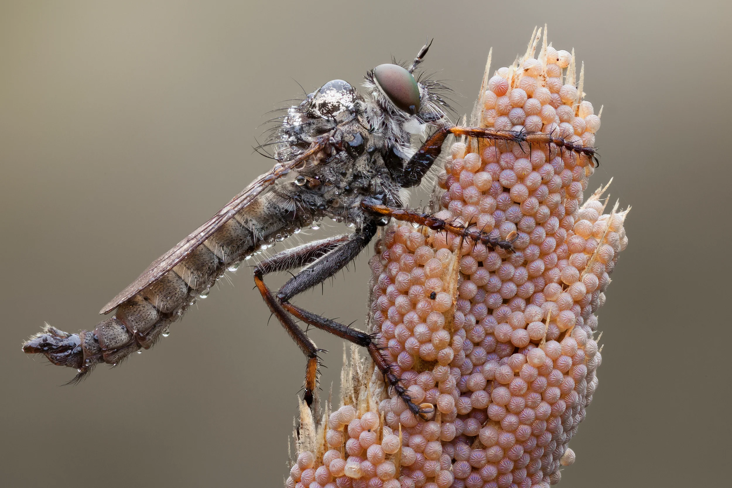 Robber and noctuid eggs