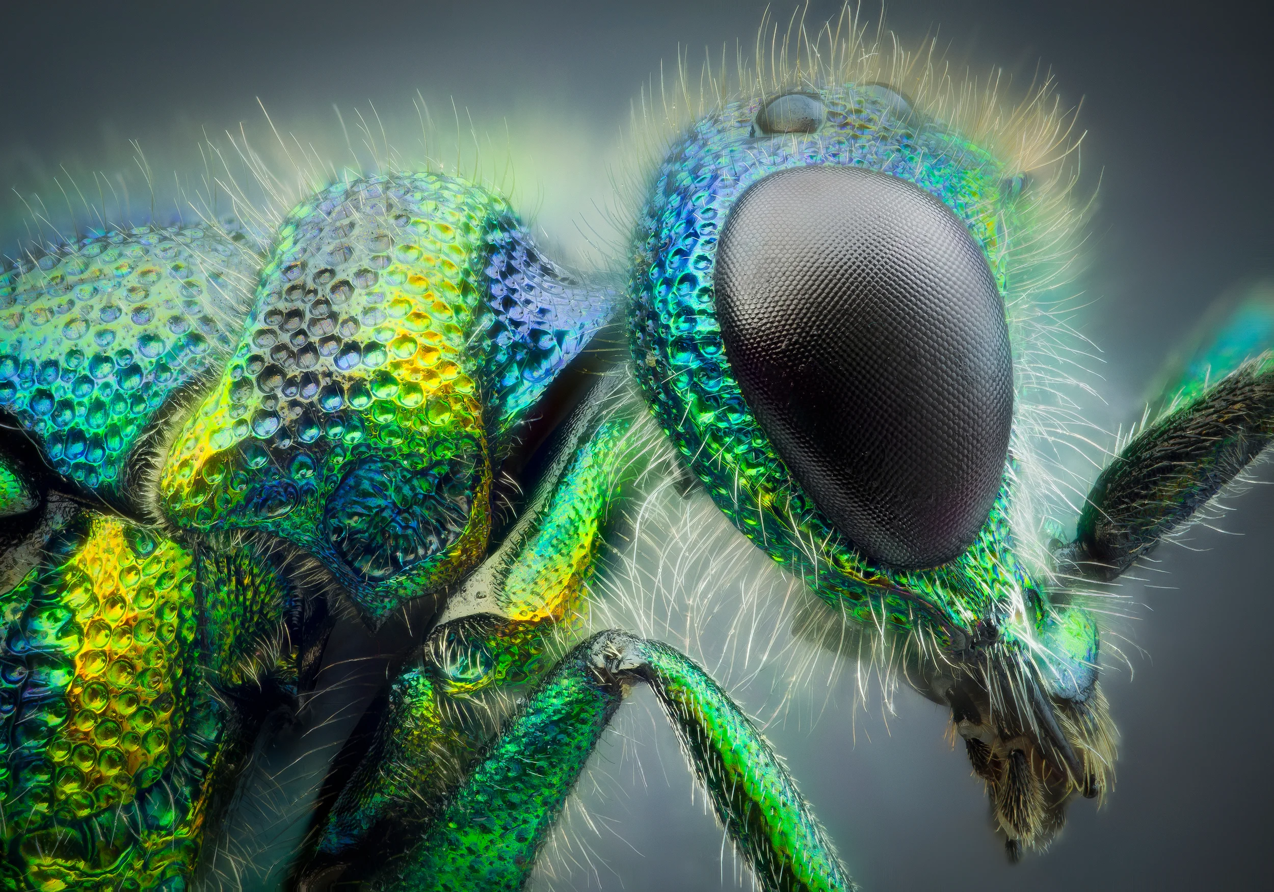 Studio stack: Cuckoo wasp