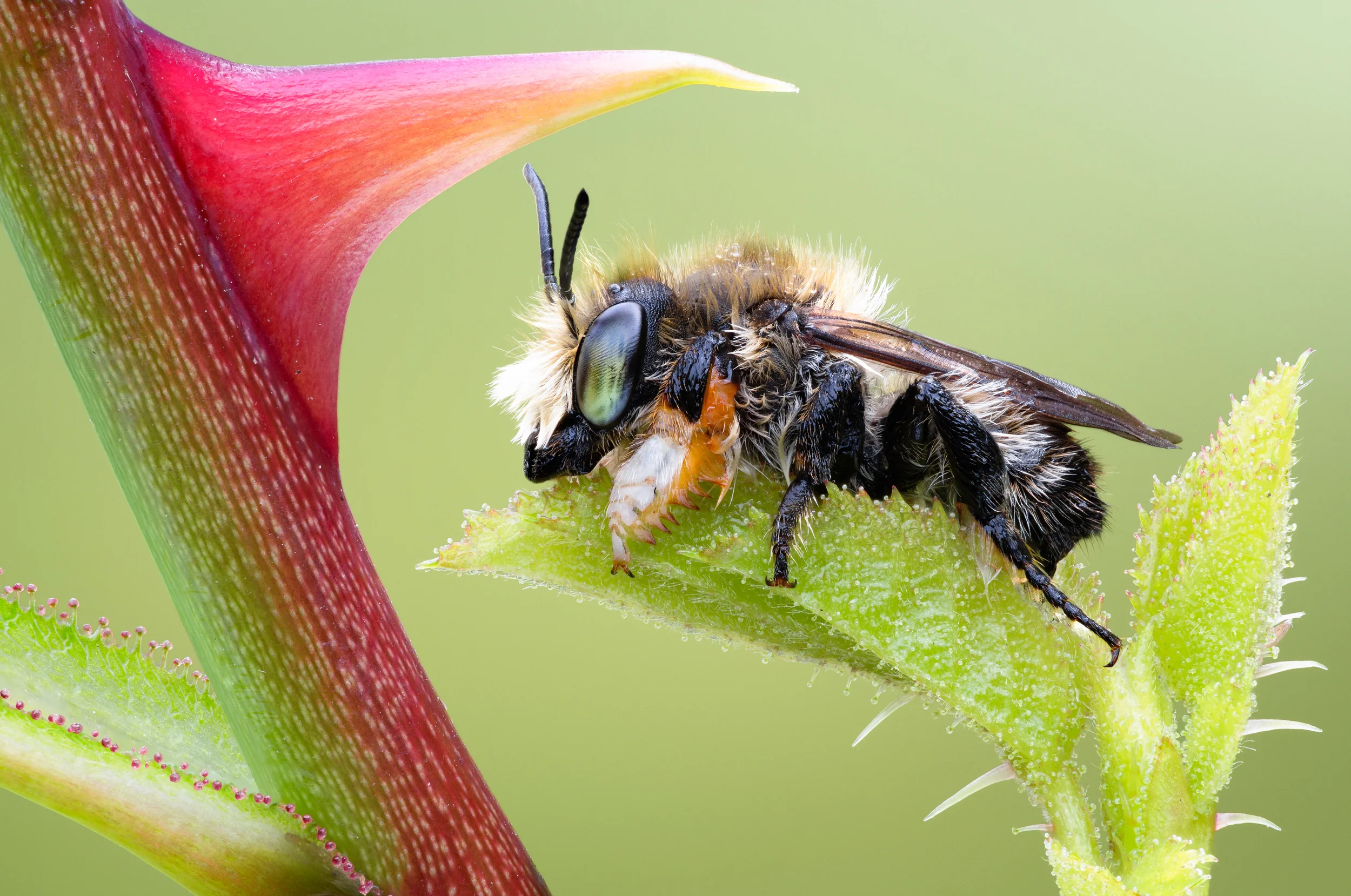 Megachilid on rose
