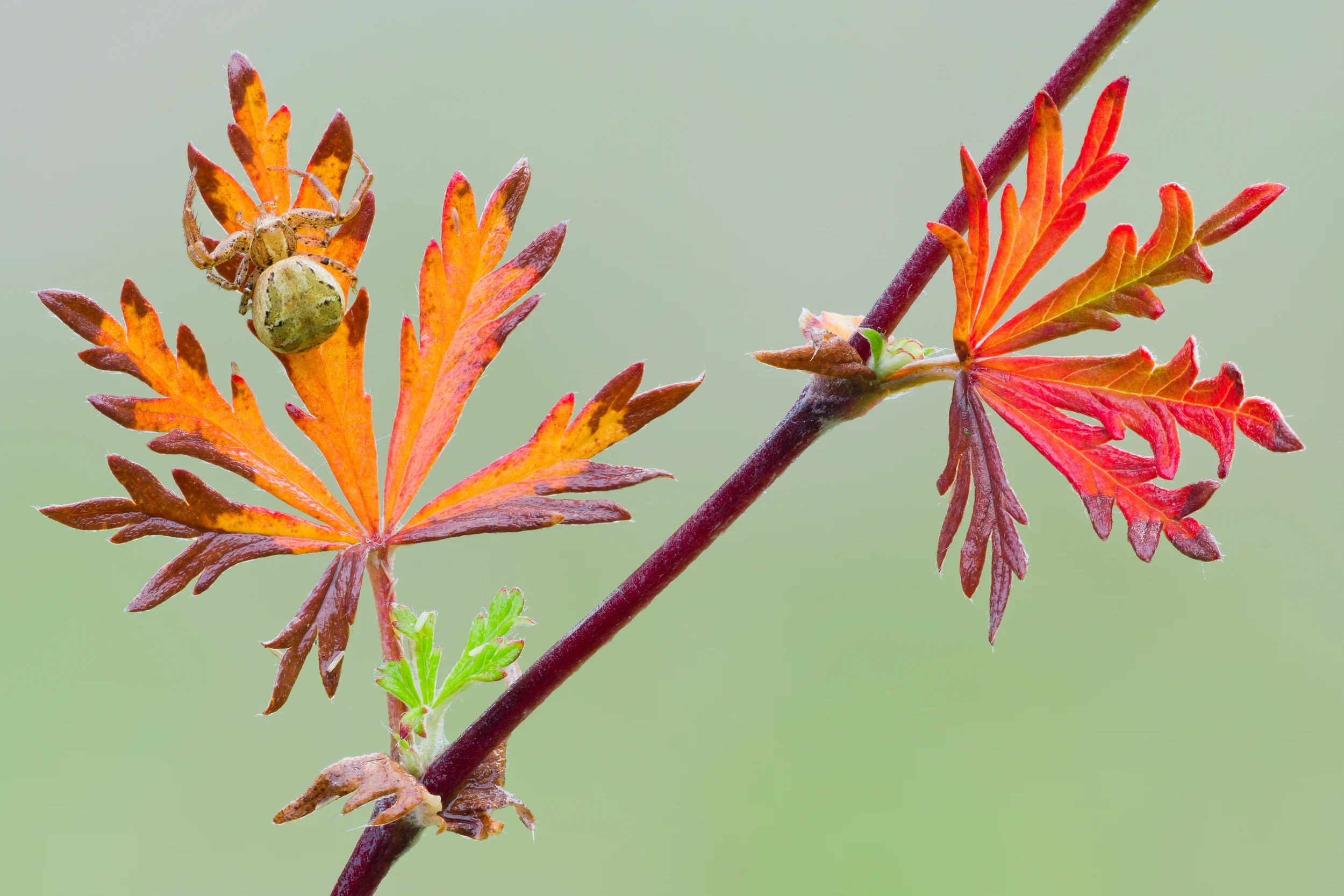 Xysticus on Geranium