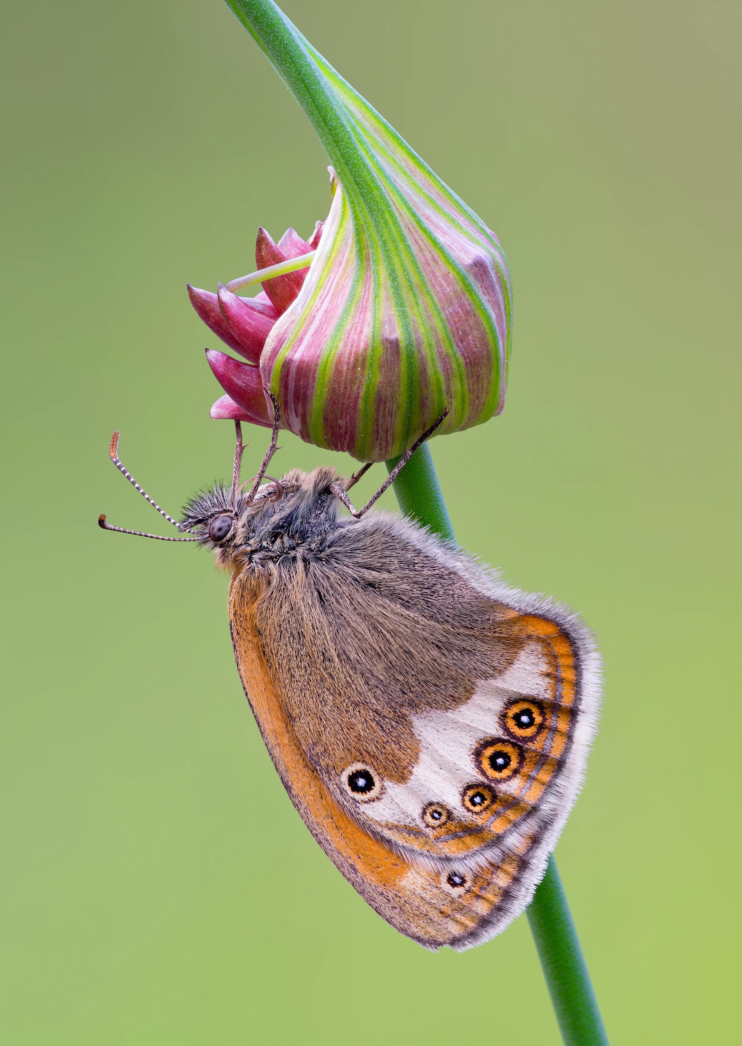 Pearly Heath on Allium