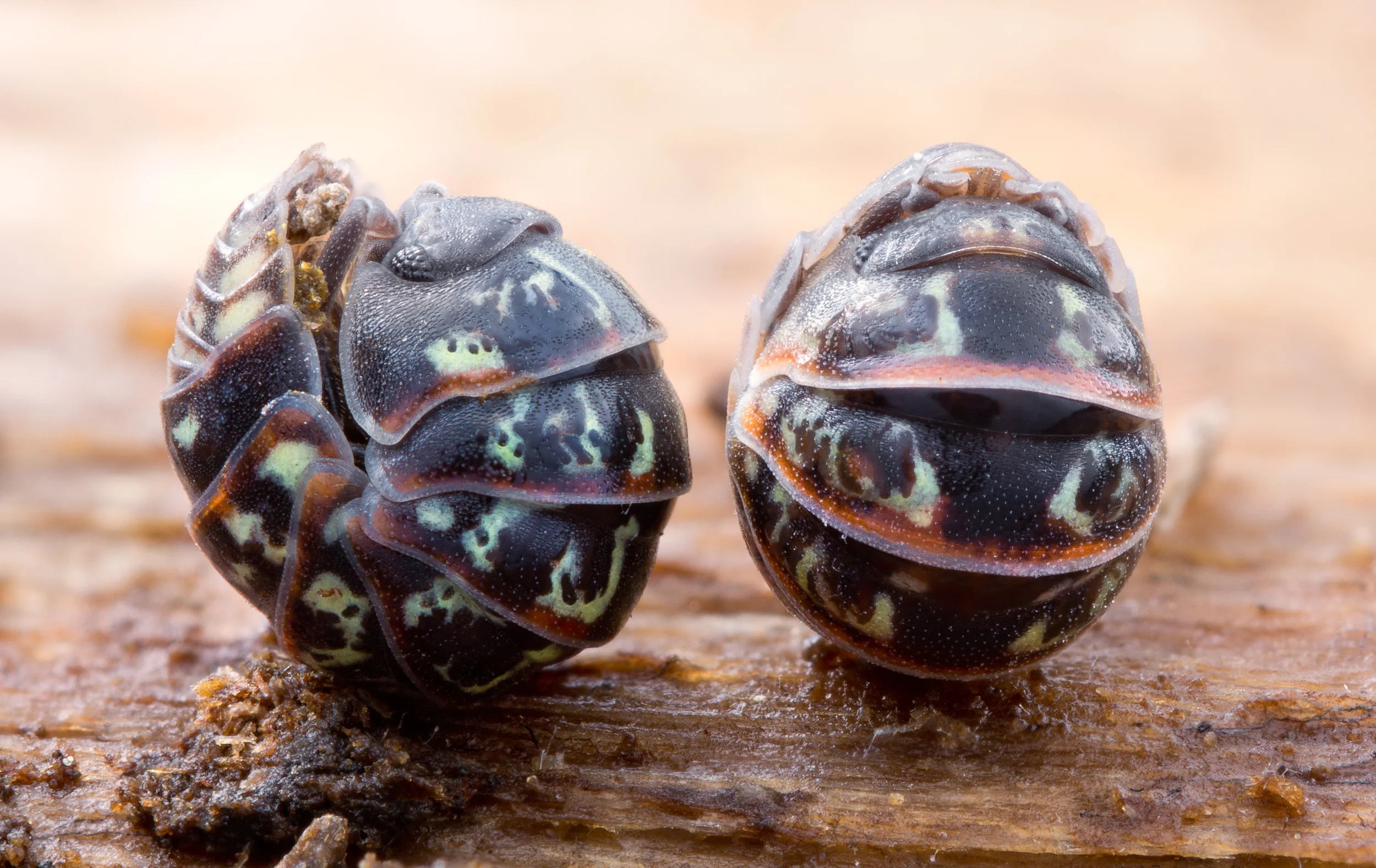 Tiny Pillbugs