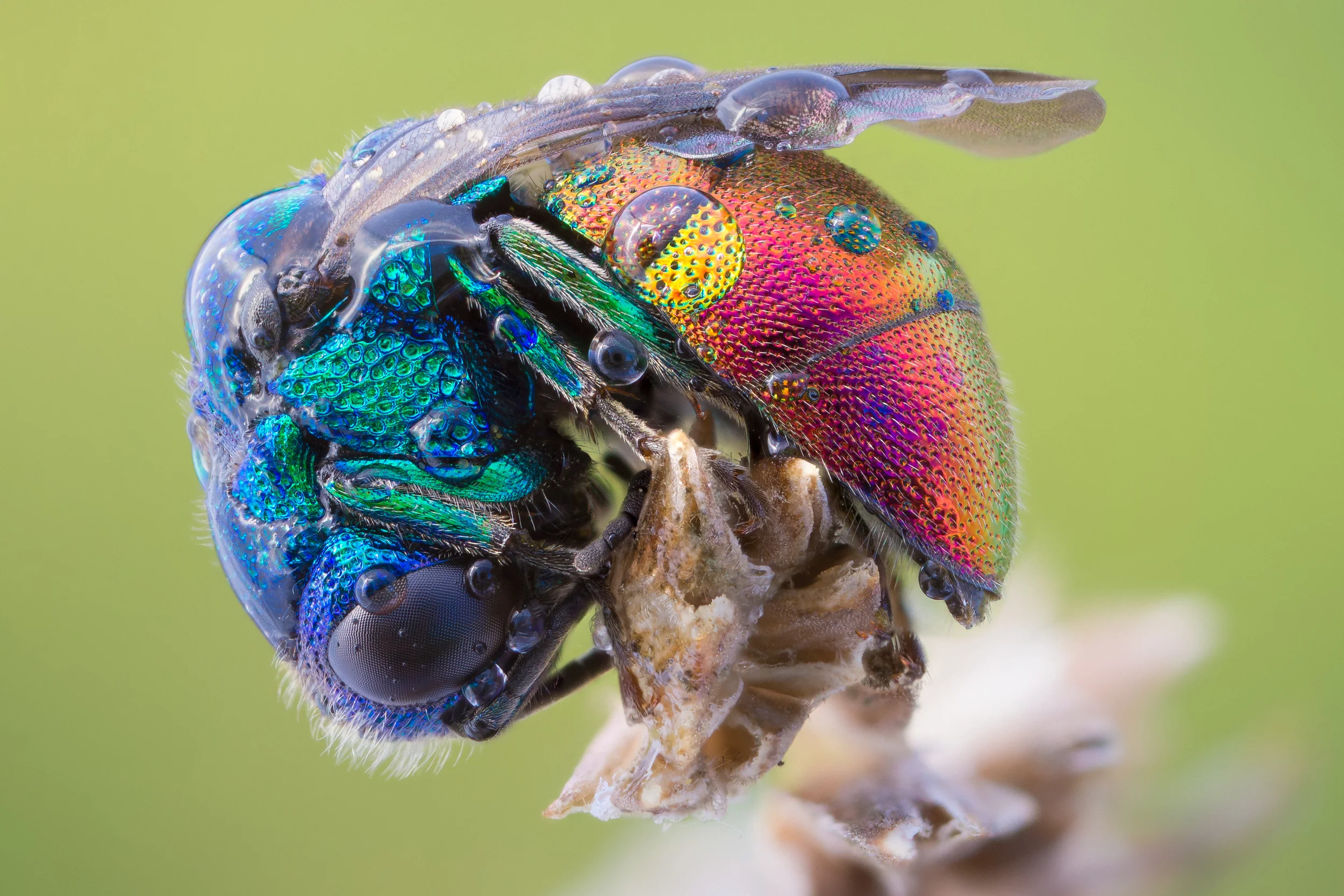 Full Spectrum Wasp