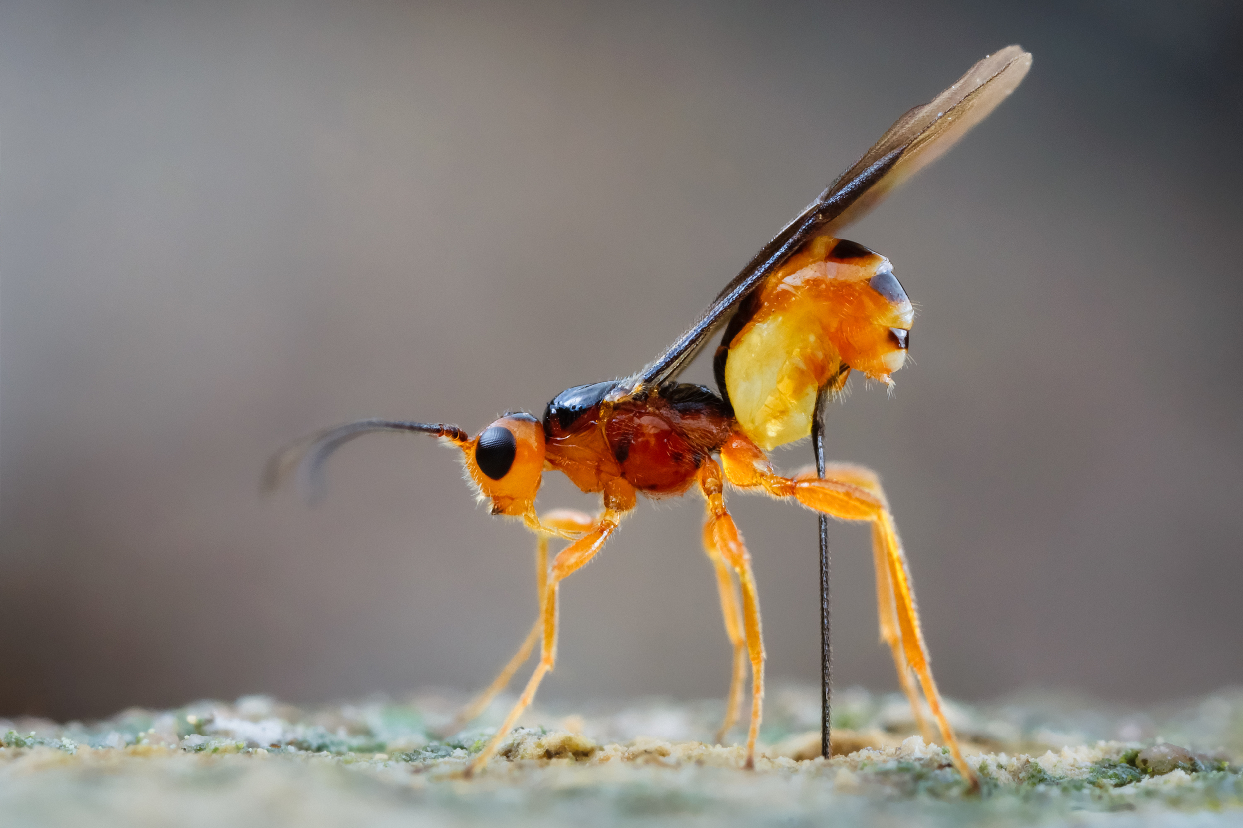 Small Parasitoid Wasp