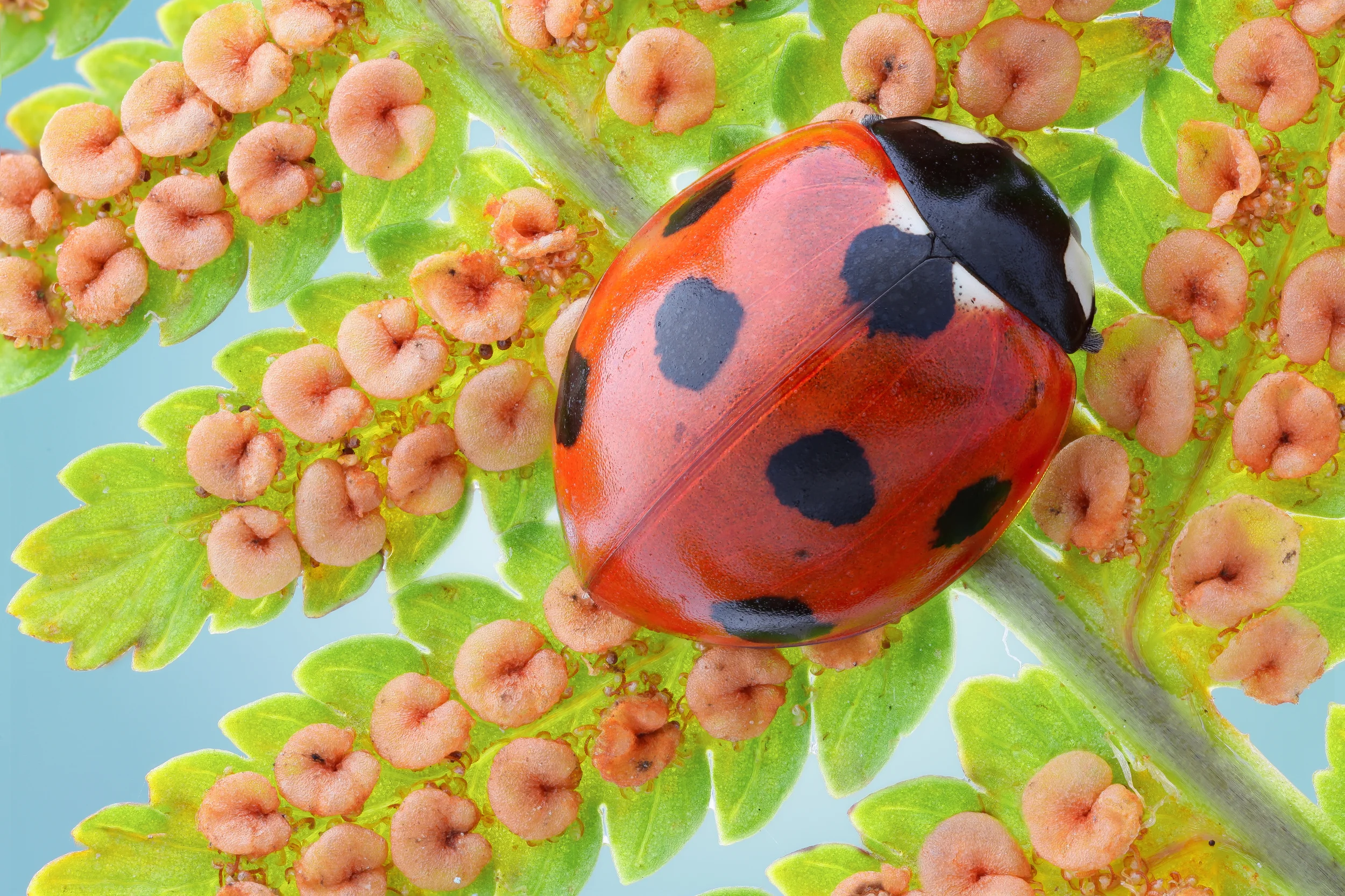 Ladybug on fern