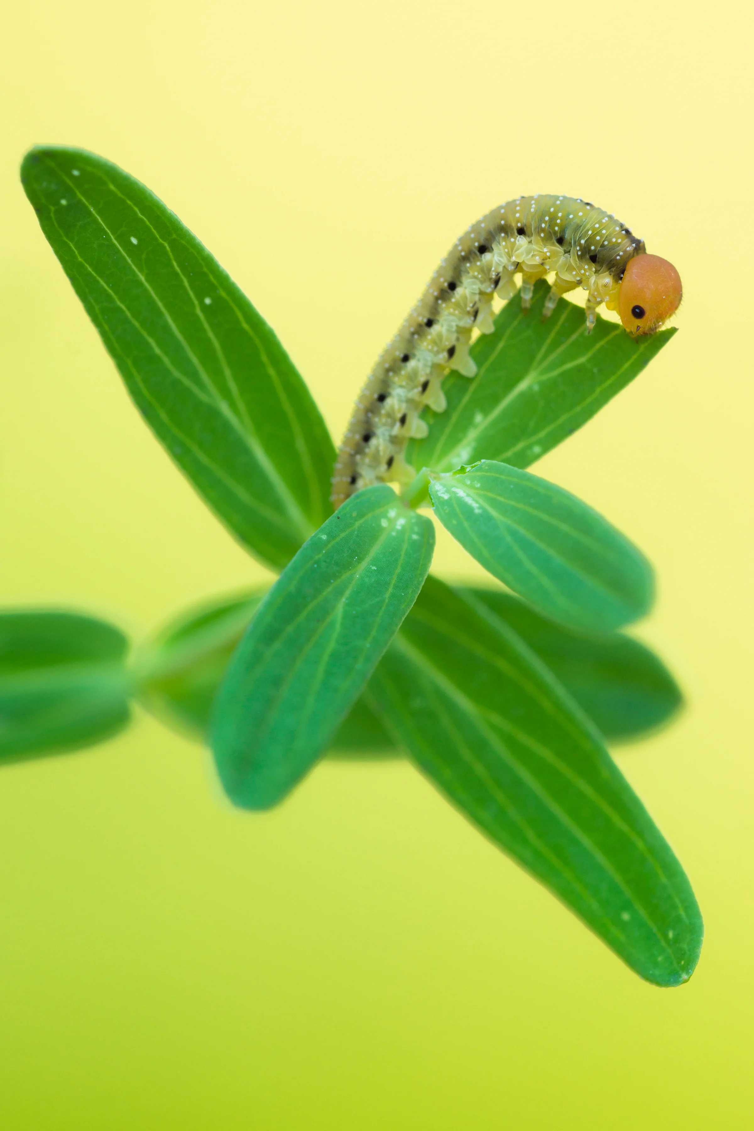Sawfly larva on Hypericum