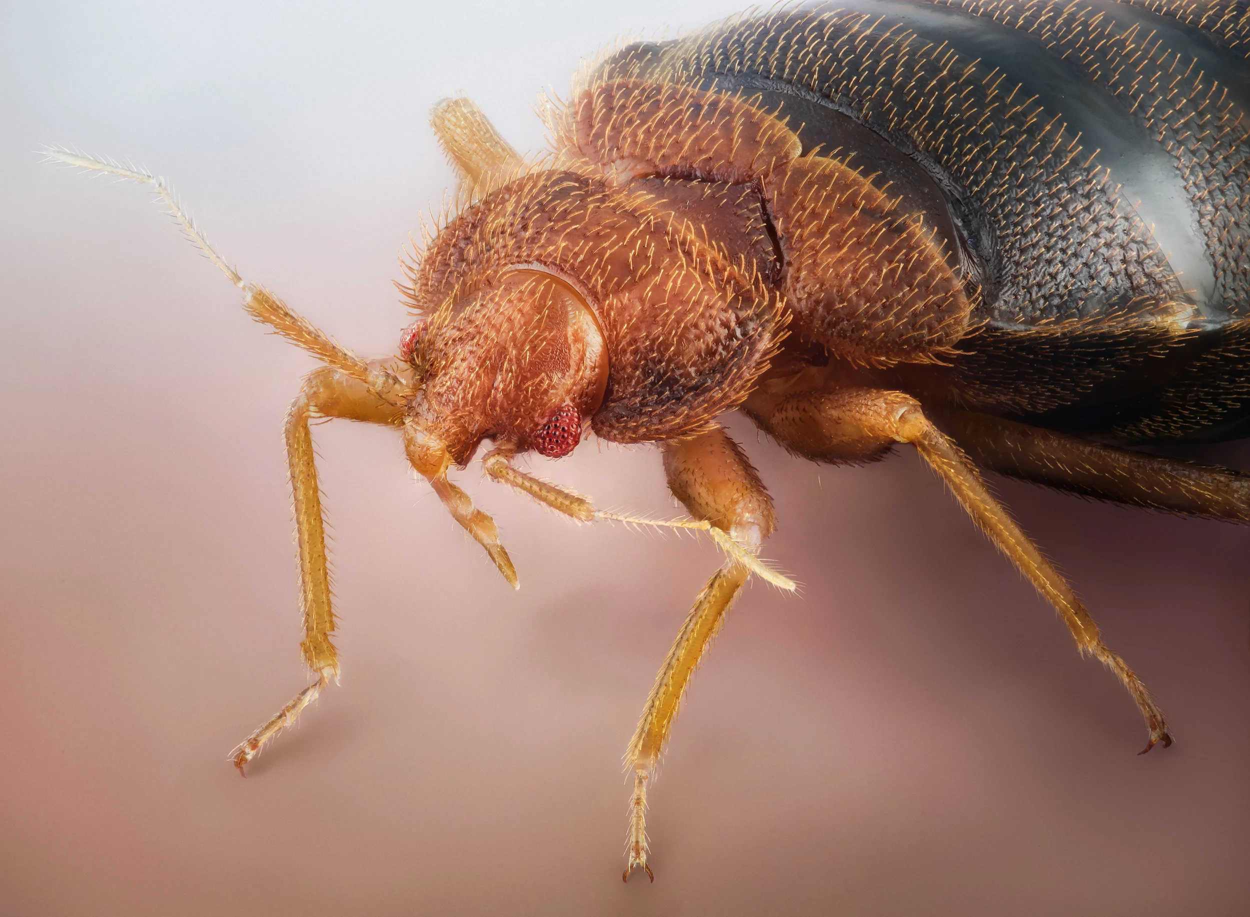 Studio stack: Bed Bug