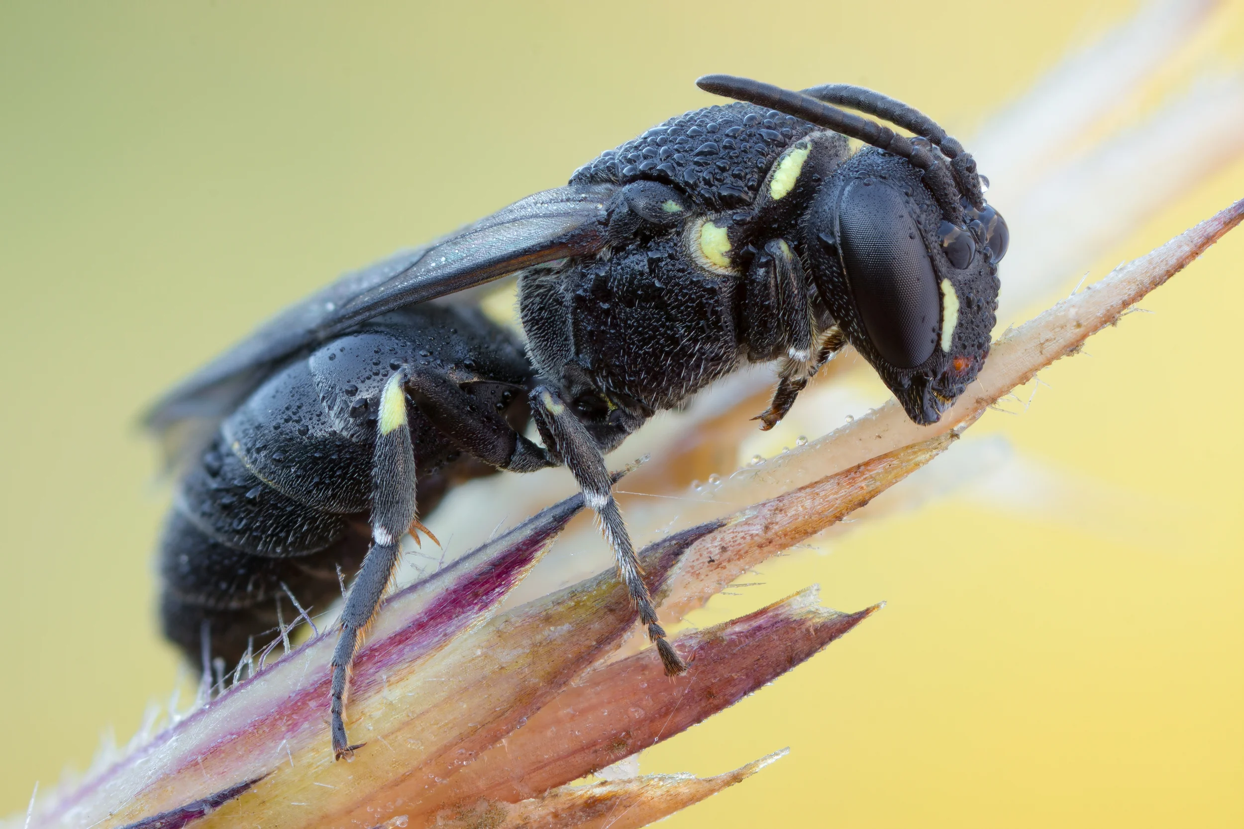 Hylaeus Bee