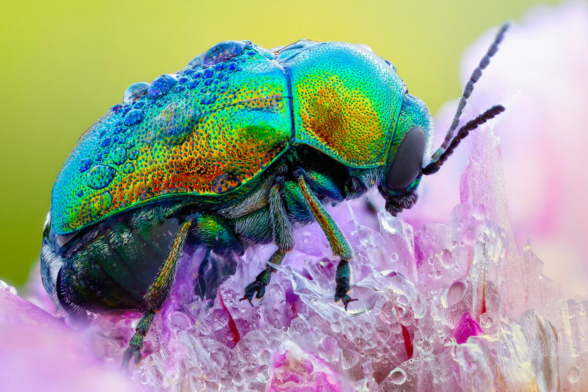 Female Fallbeetle on Thrift