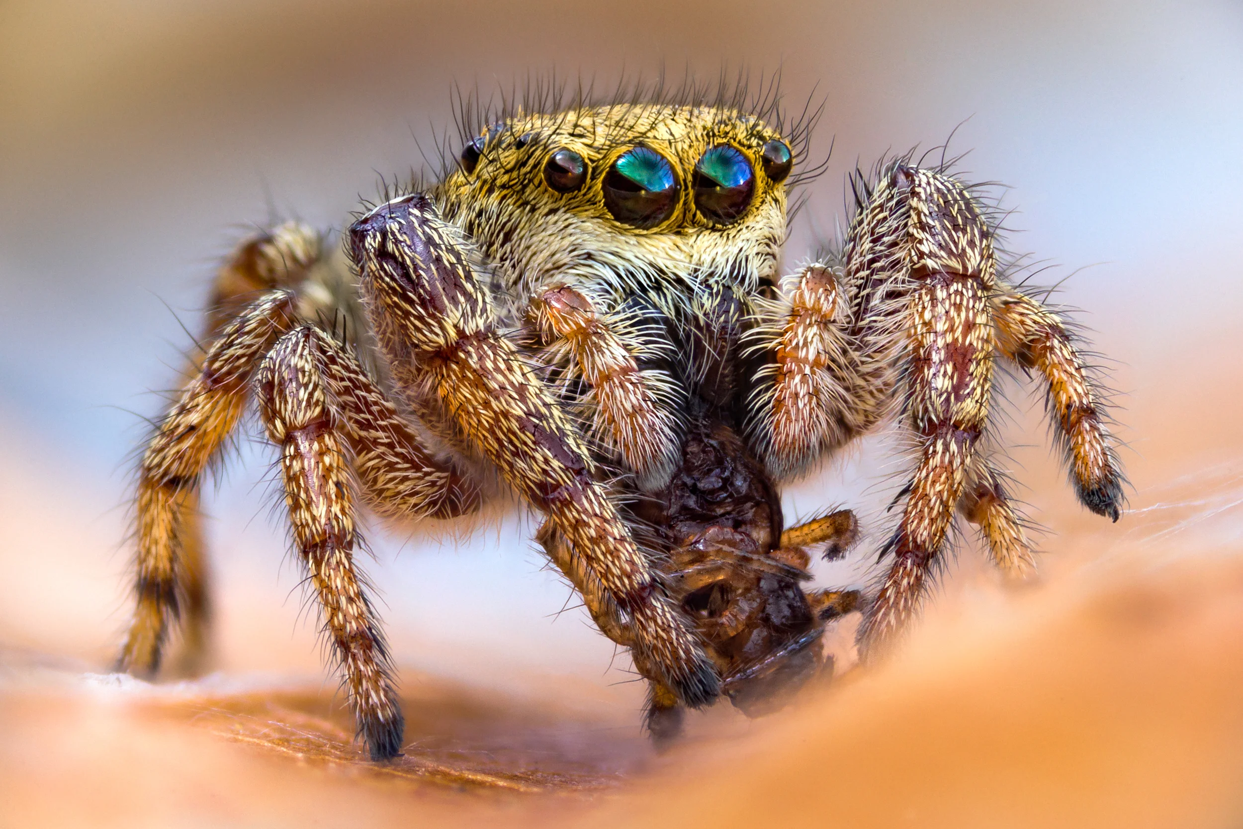 Jumping spider