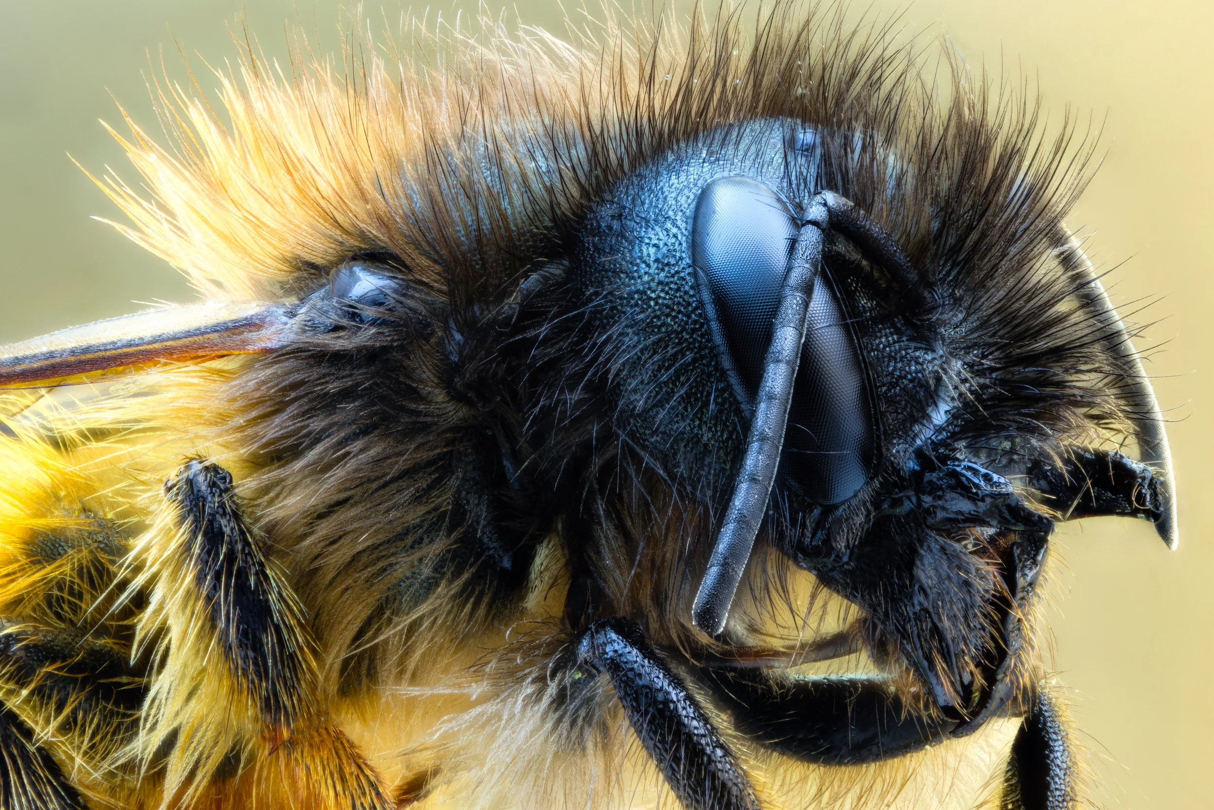 Studio stack: Osmia