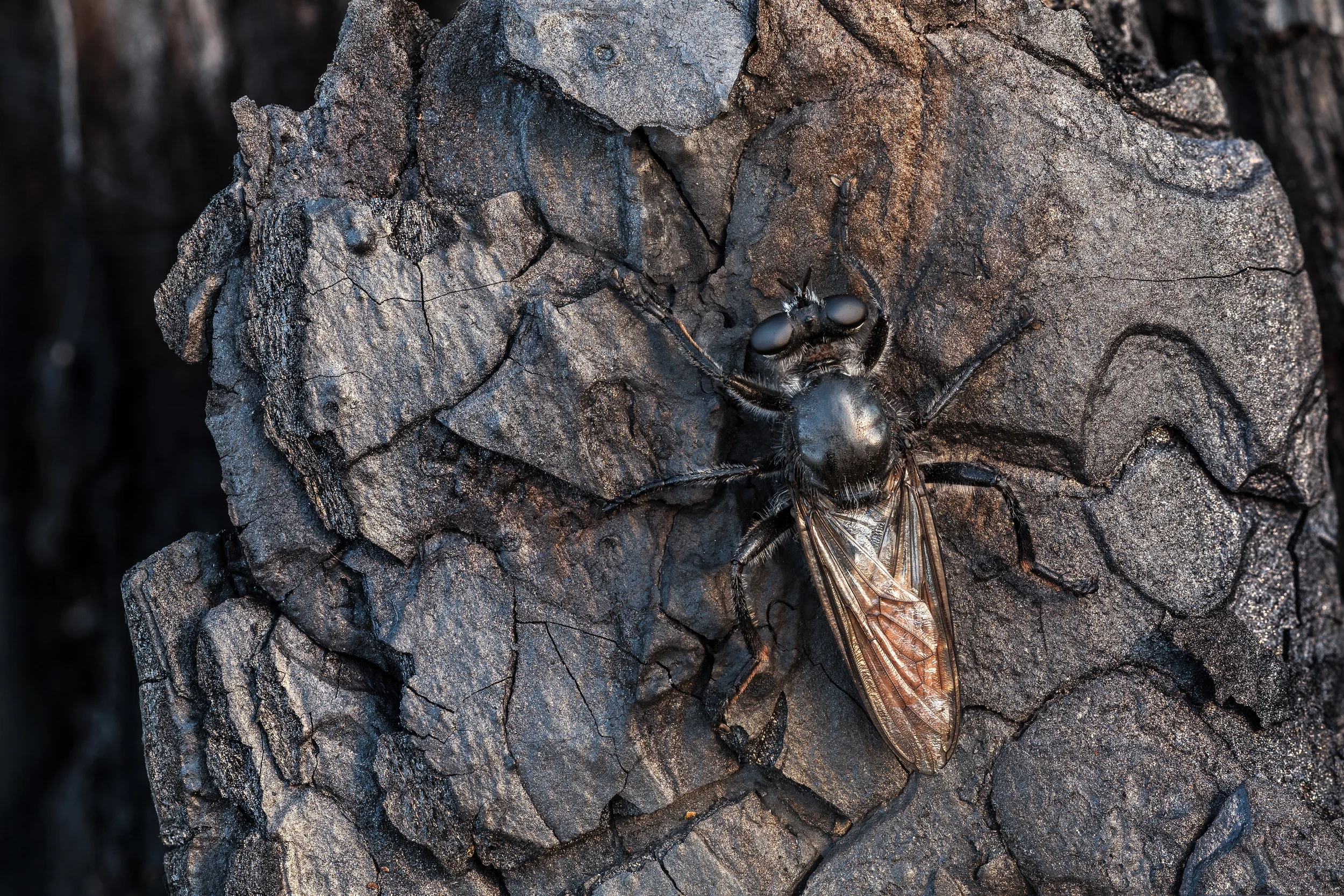 On a Burnt Pine Trunk
