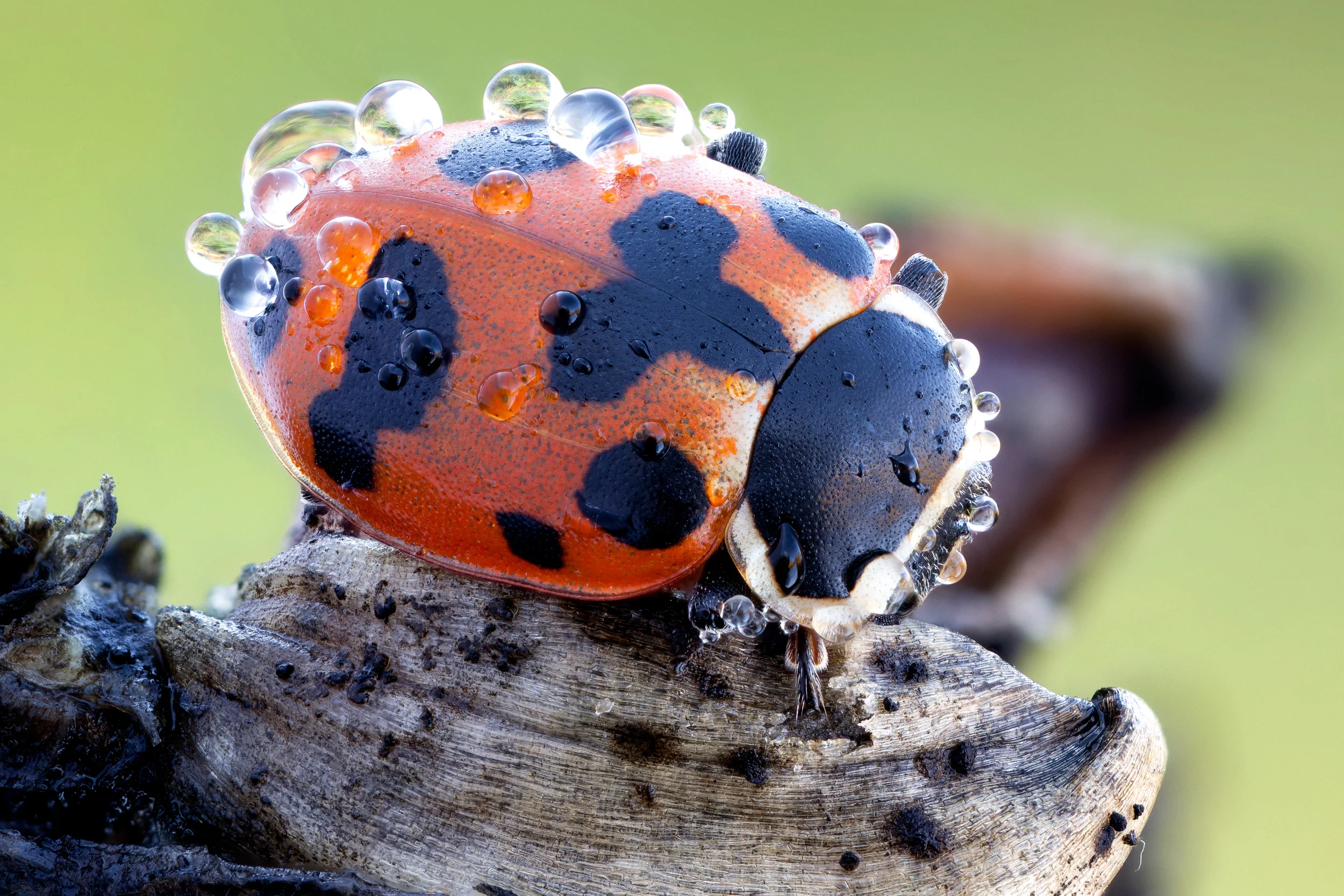 Hippodamia septemmaculata
