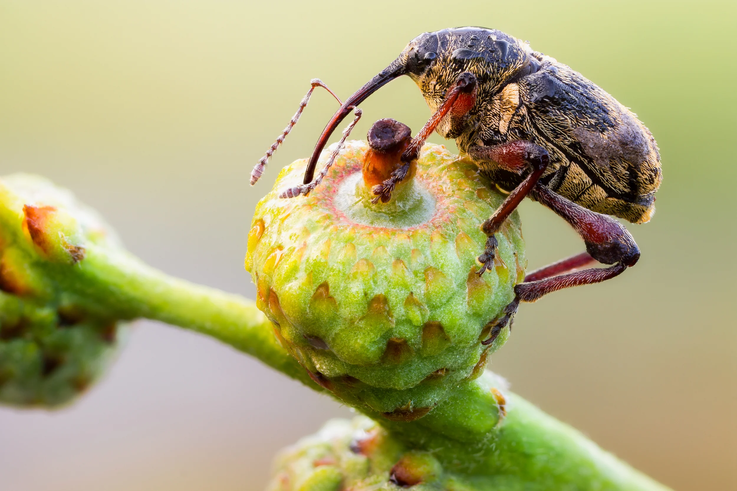 Curculio