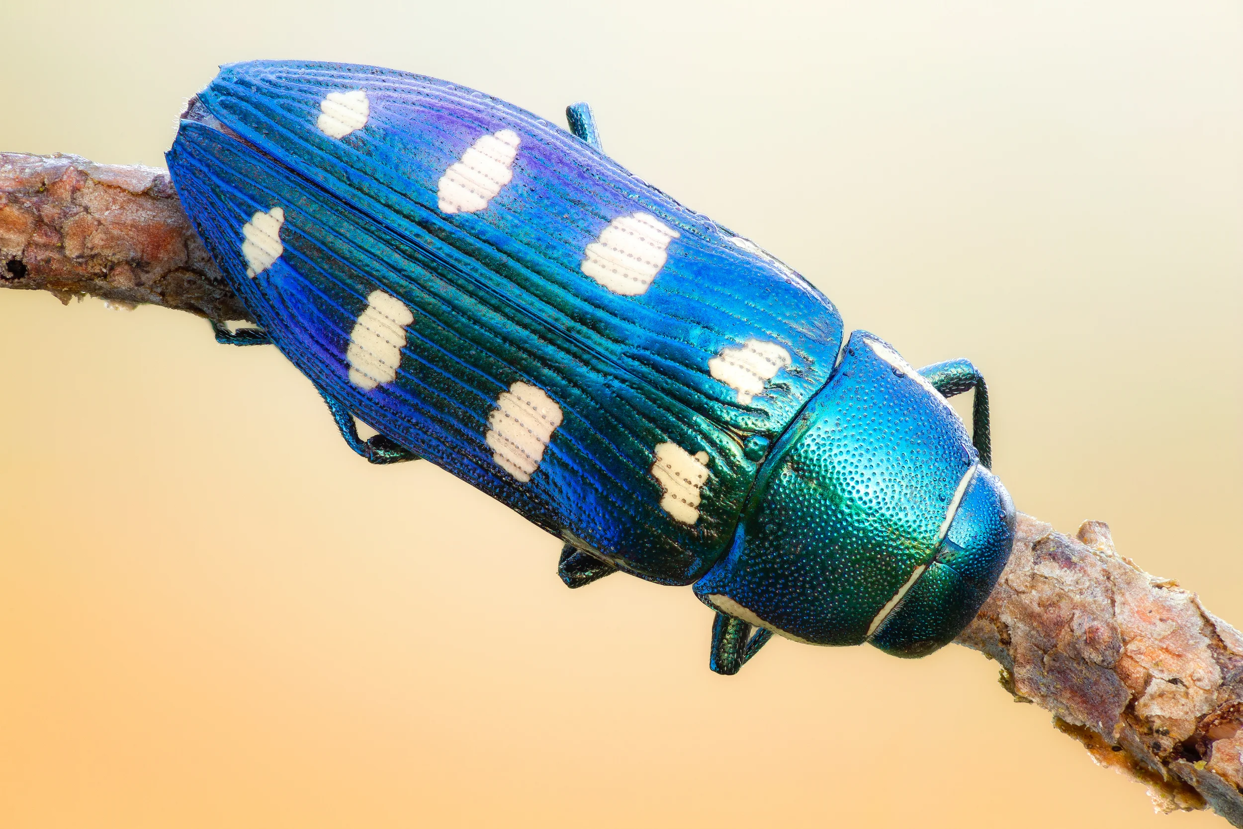 8-spotted Jewel II