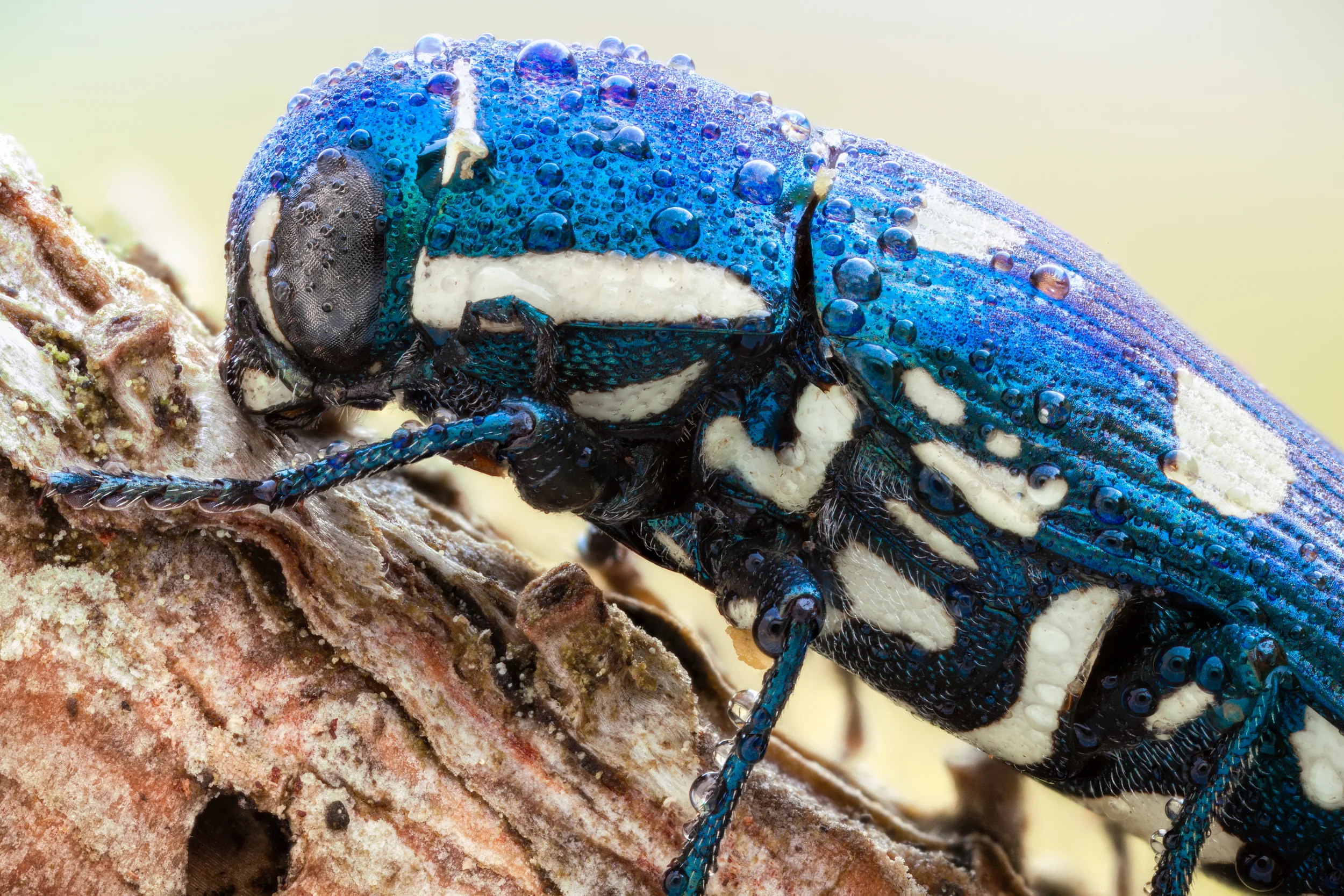 8-spotted jewel