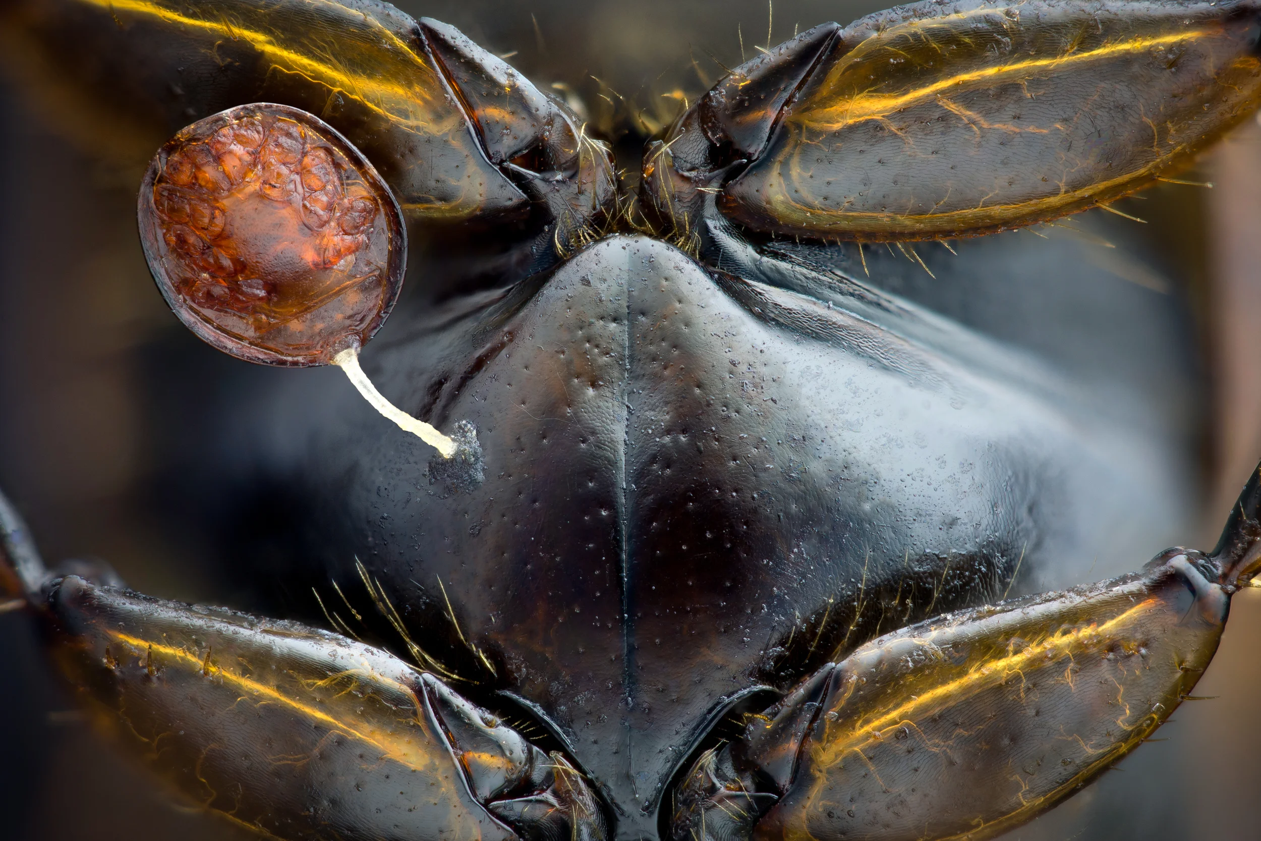 Studio stack: Phoretic Mite
