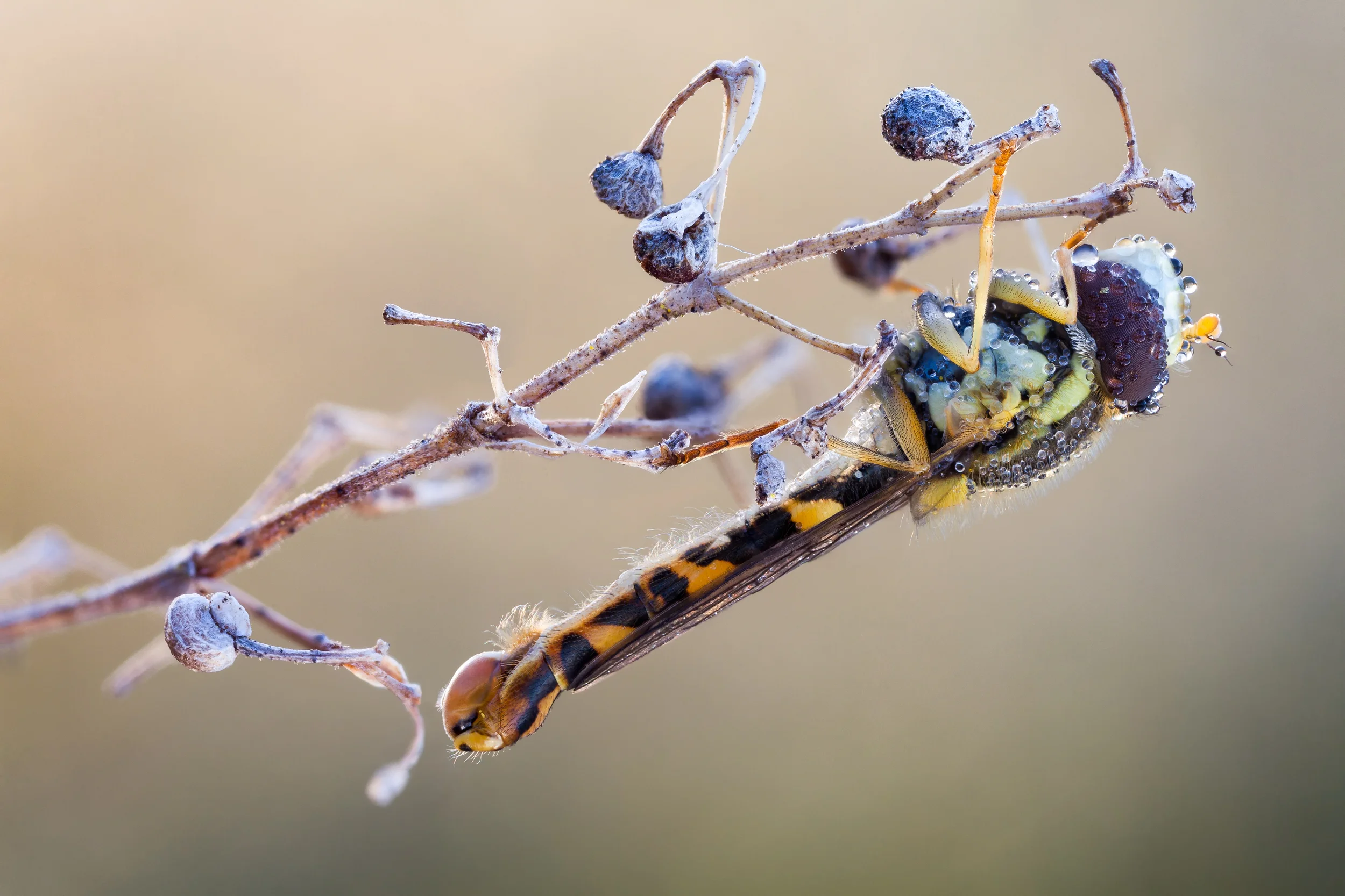 Long hover ♂
