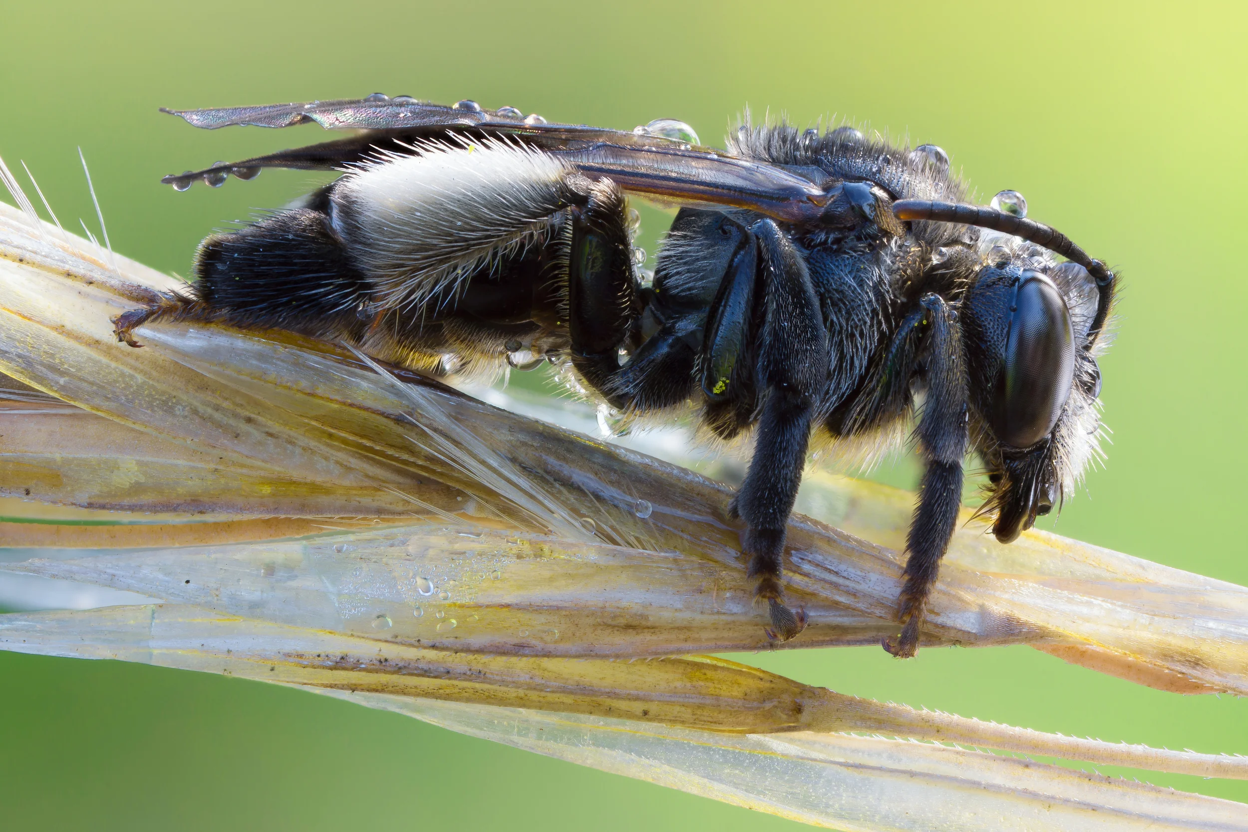 Female Macropis
