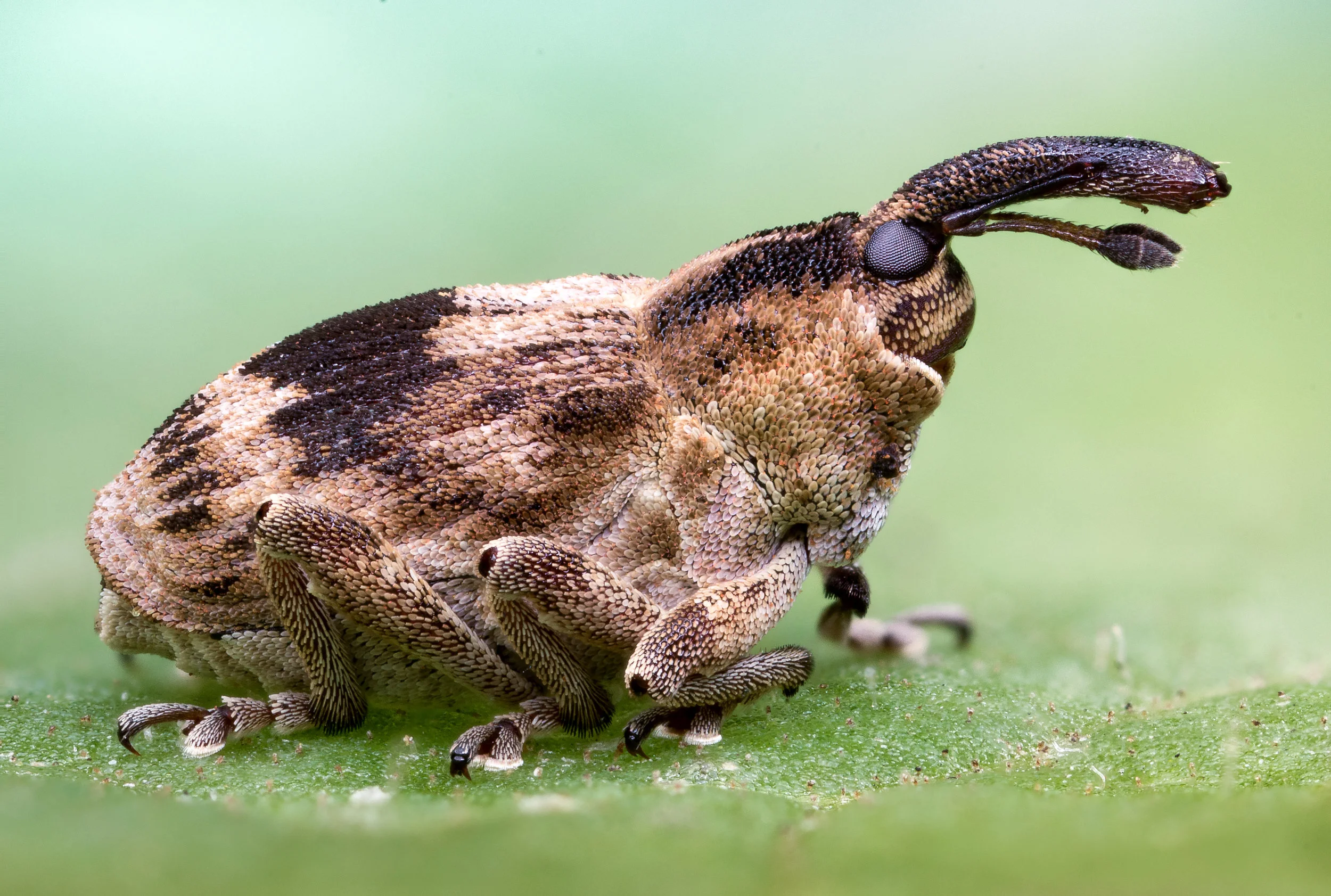 Odd little weevil