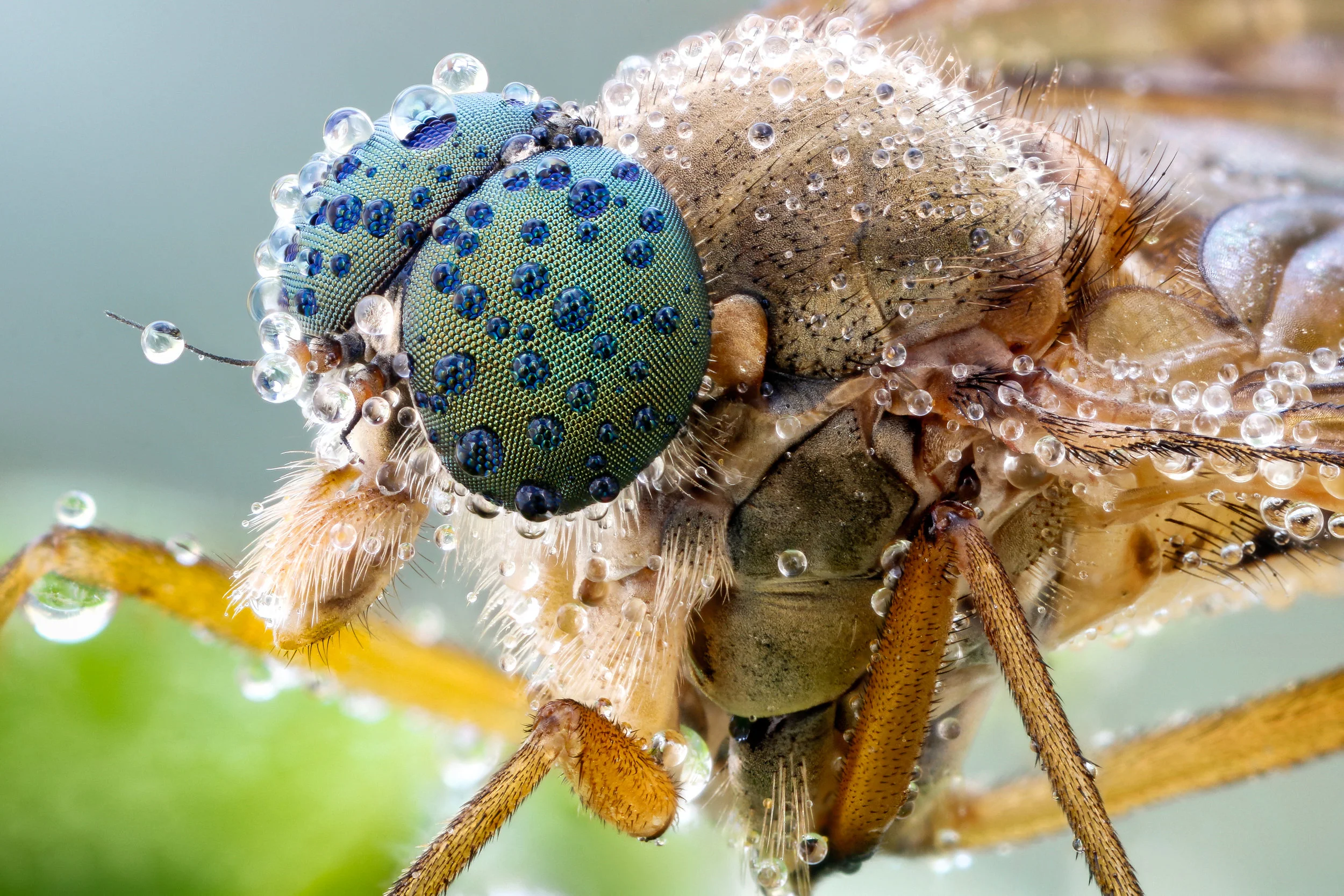 Snipe fly