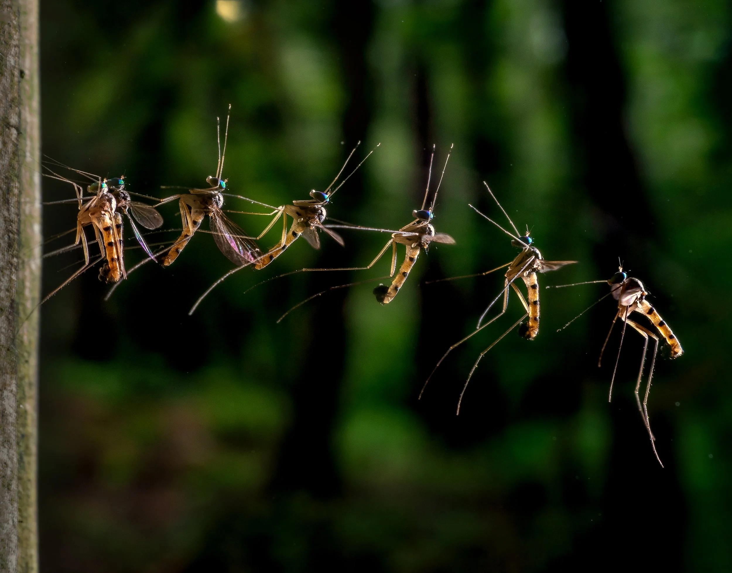 Dolichopodidae take-off