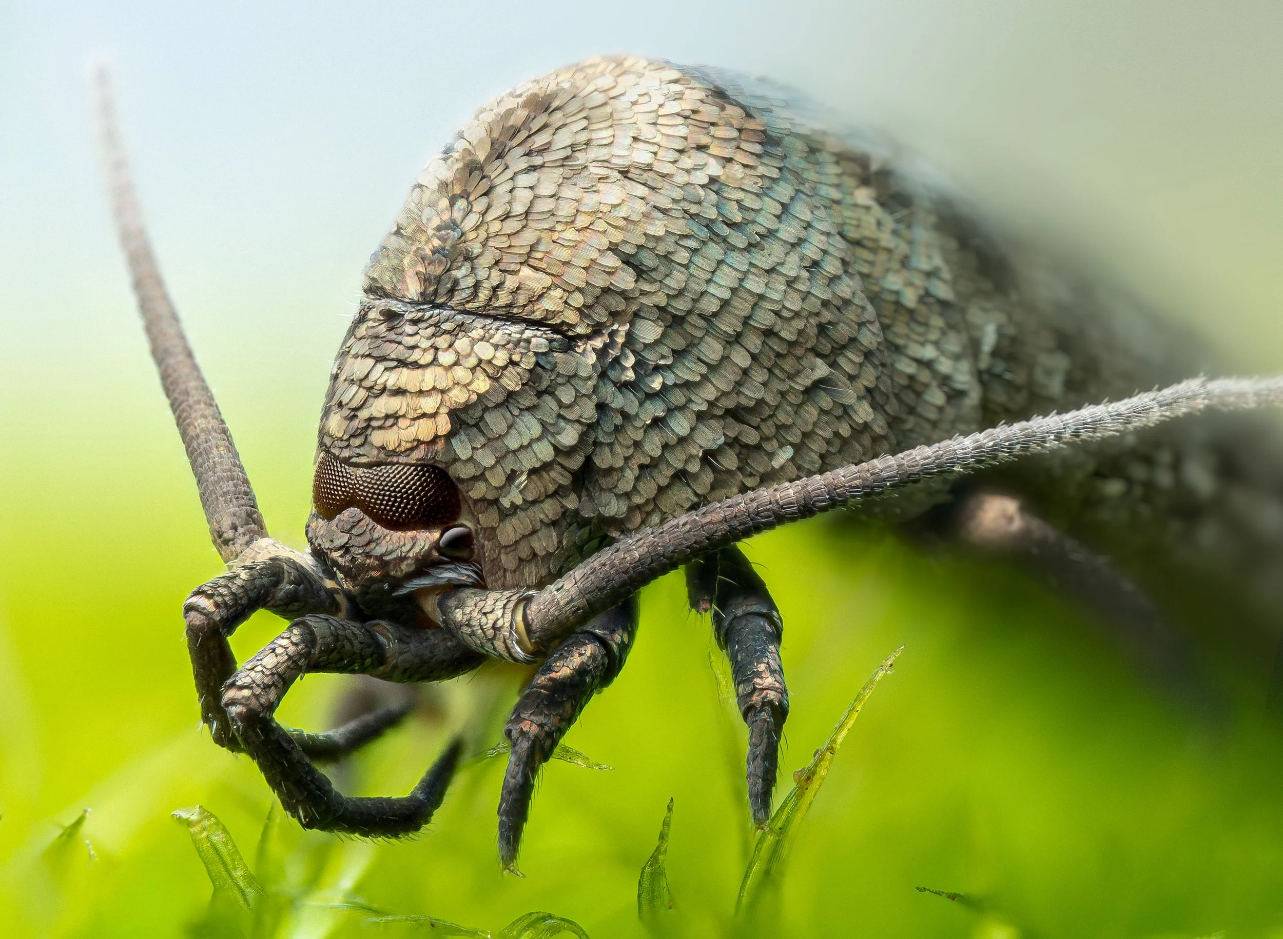 Southern Bristletail