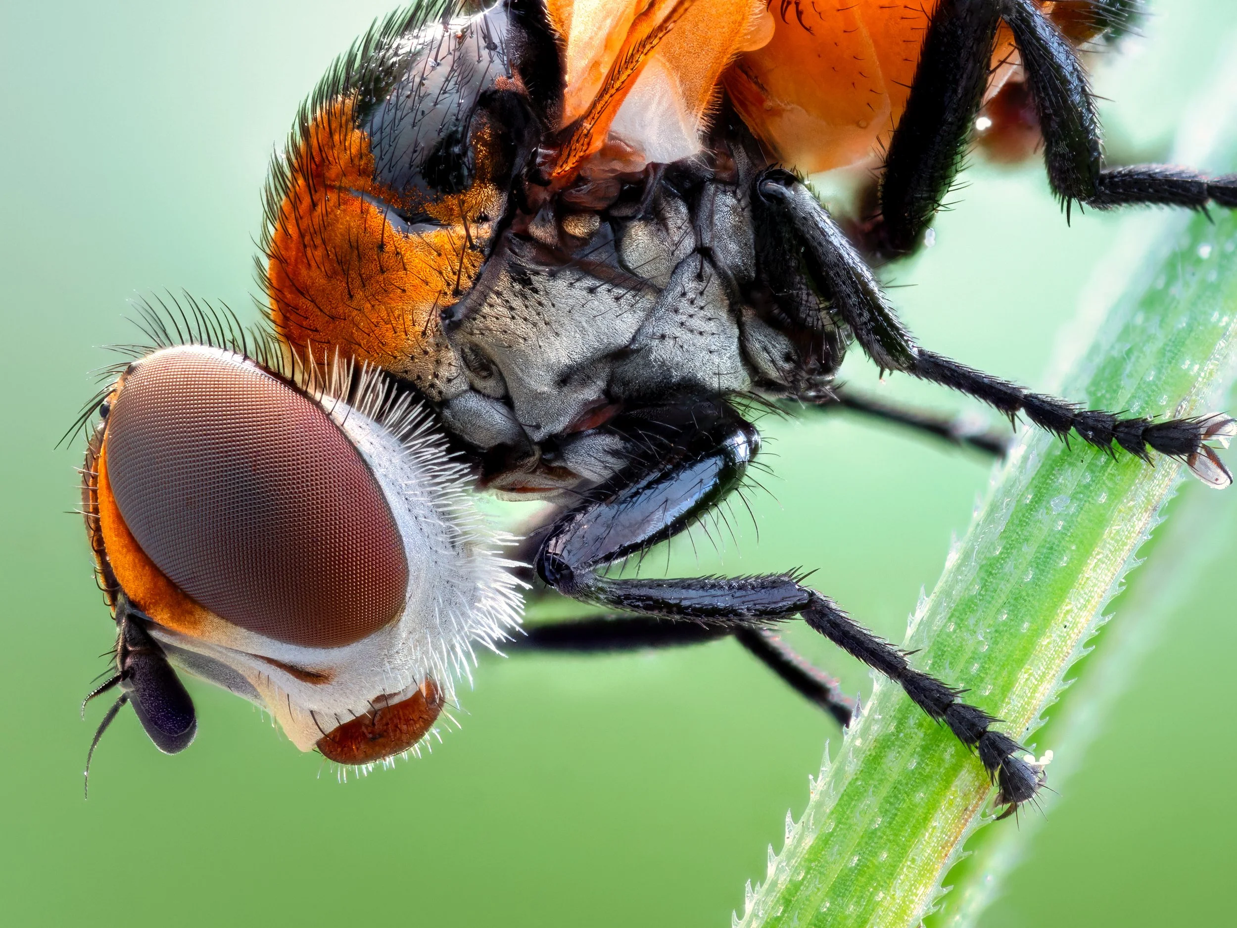 Cistogaster globosa,