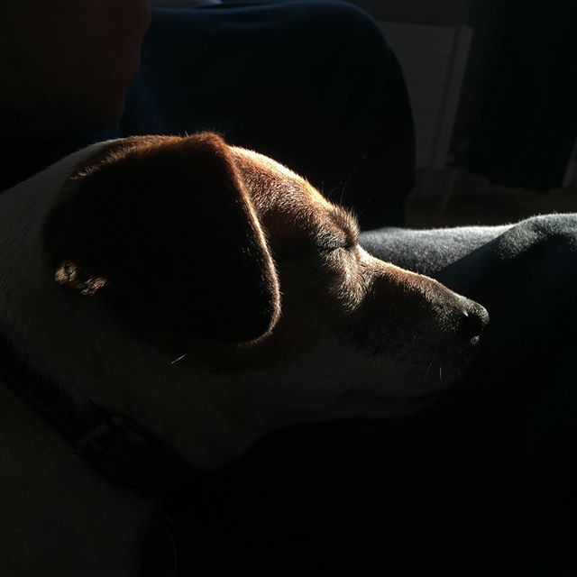 Finding the best light #dogsofinstagram #iphone6 #jackrusselterrier #springlight