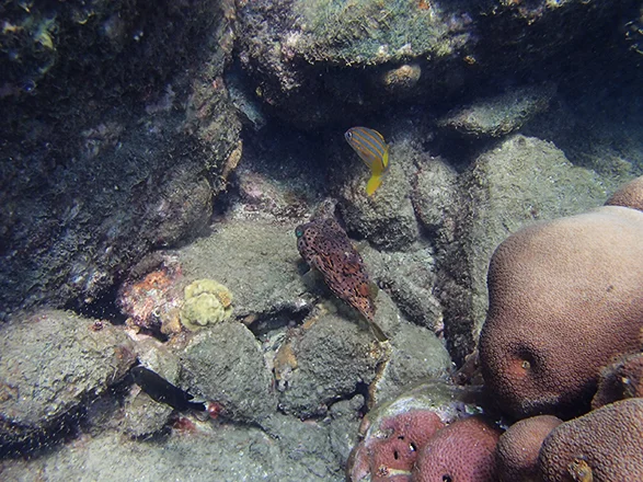 underwater04.jpg