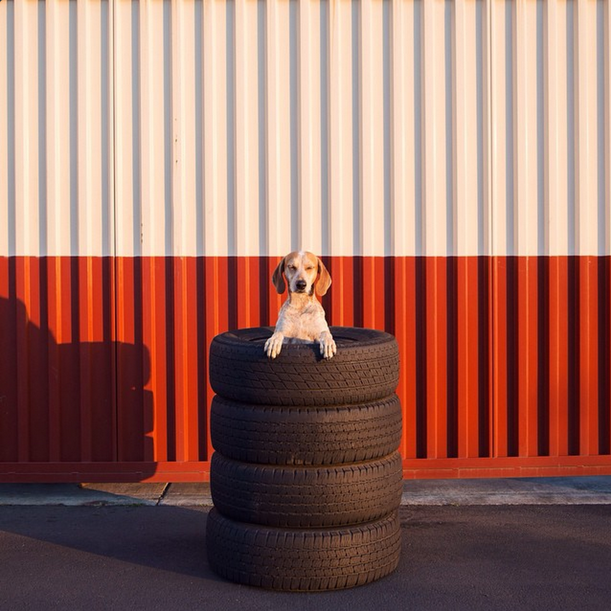 @thiswildidea - This guy documents his life on the road with his lovely dog maddie! His photos are just stunning and I love following along with their adventures. 
