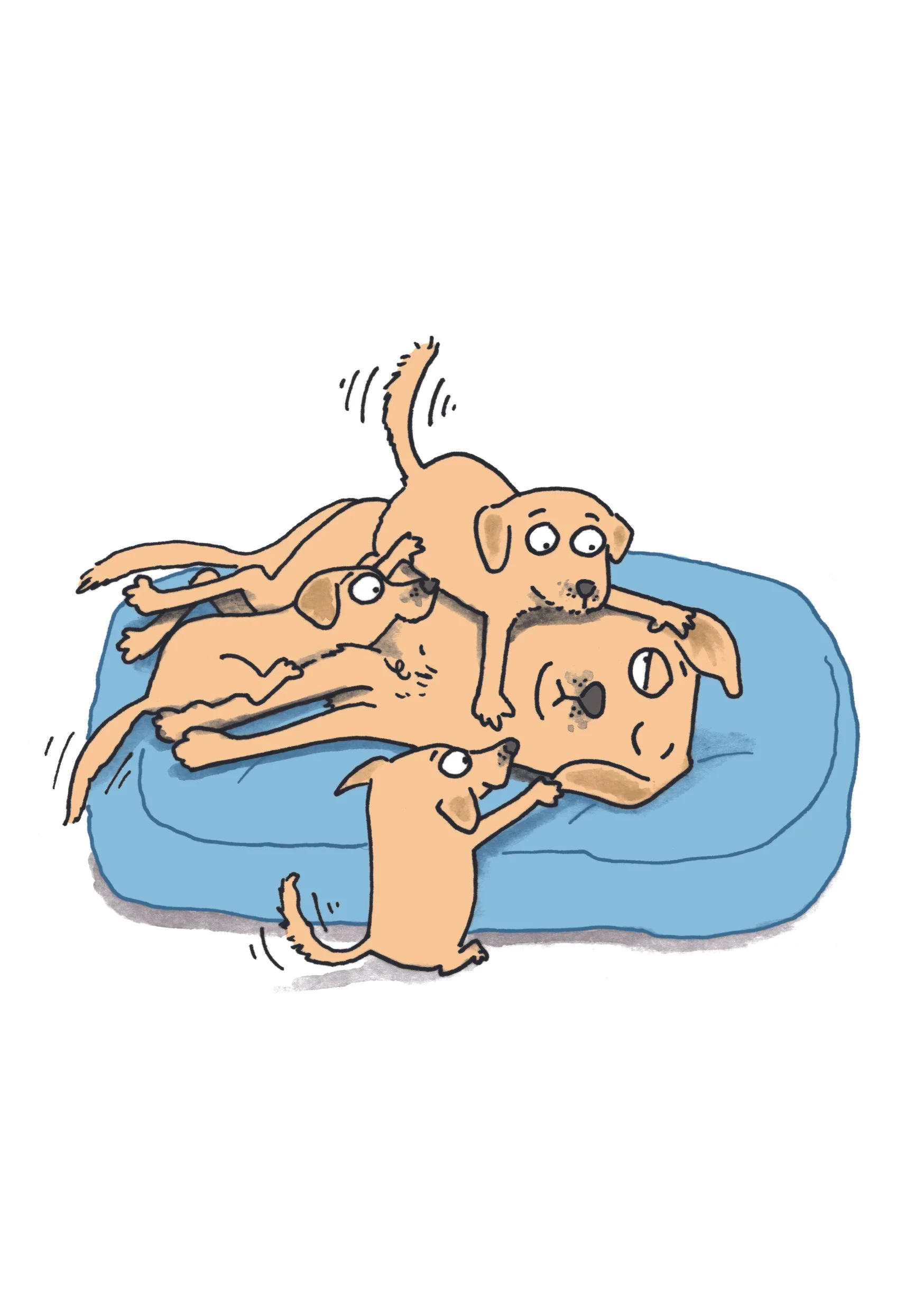 Dog1.jpg