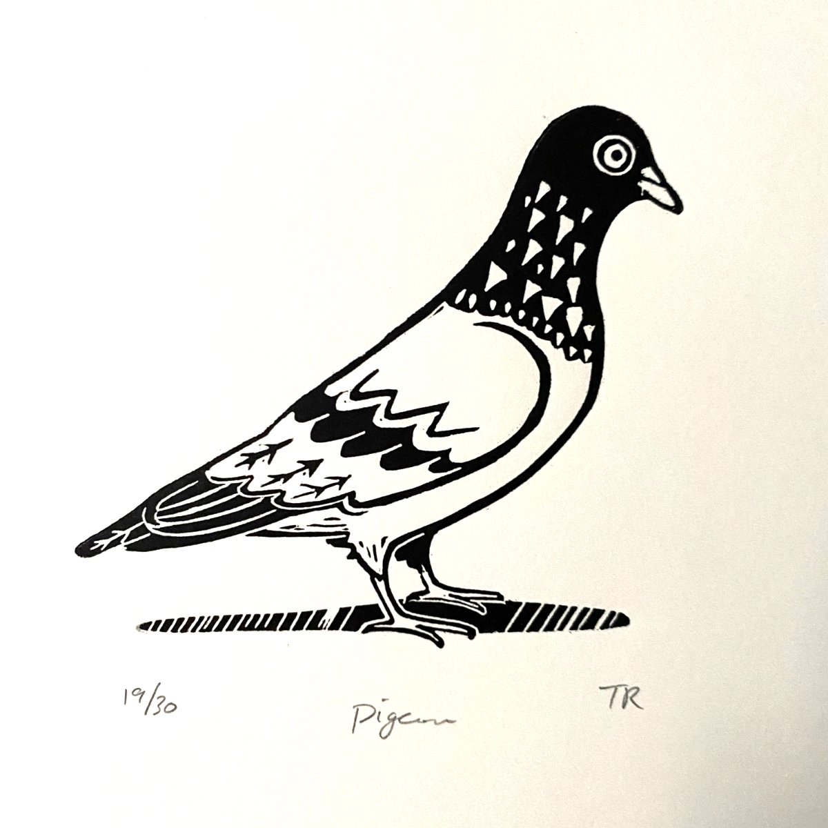 Pigeon A.jpg