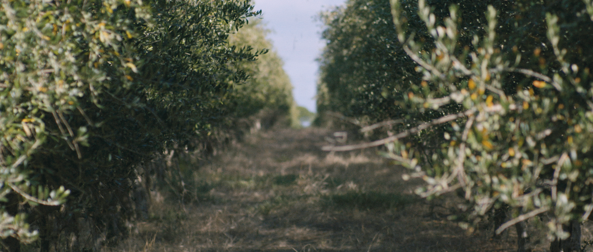 CIBO Espresso / The Olive Oil Story