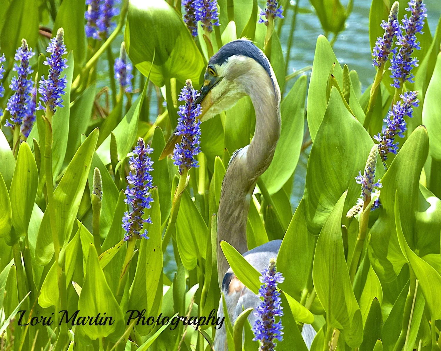 Stop and Smell the Flowers