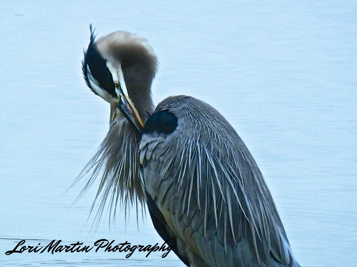 Twisted Heron