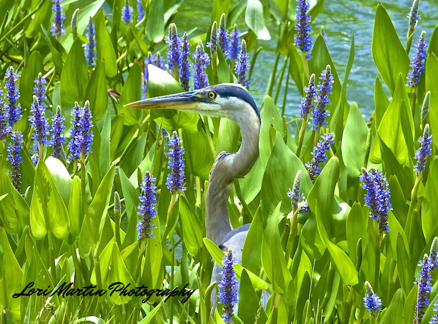 Heron in Blooms