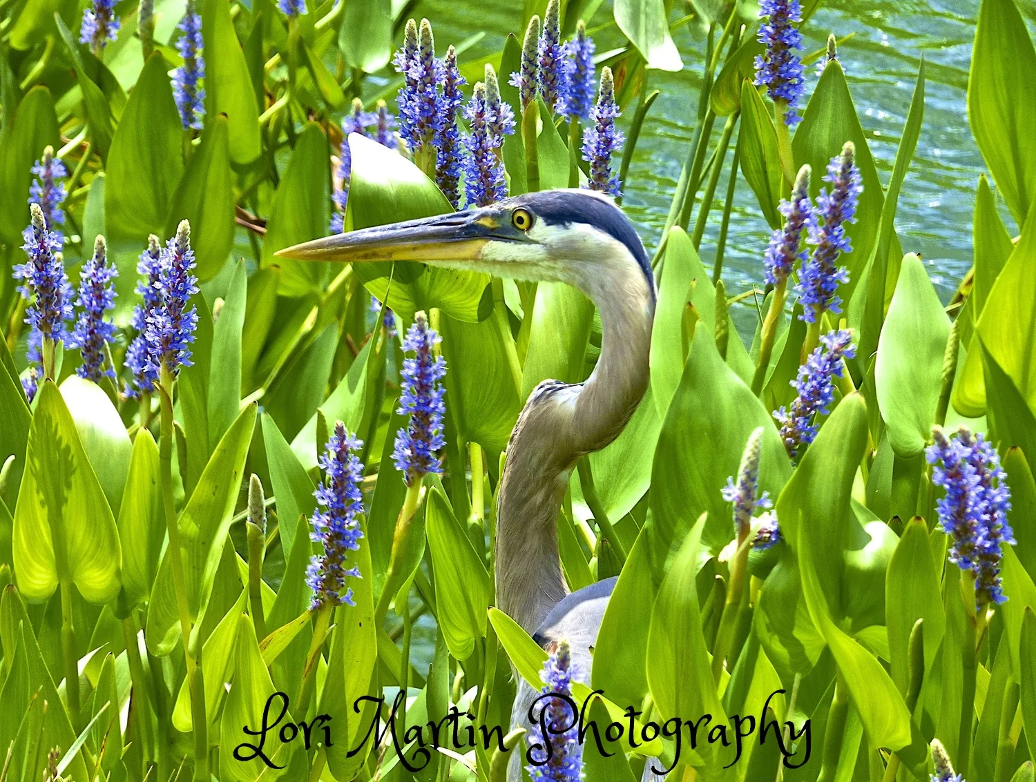 Blooming Heron