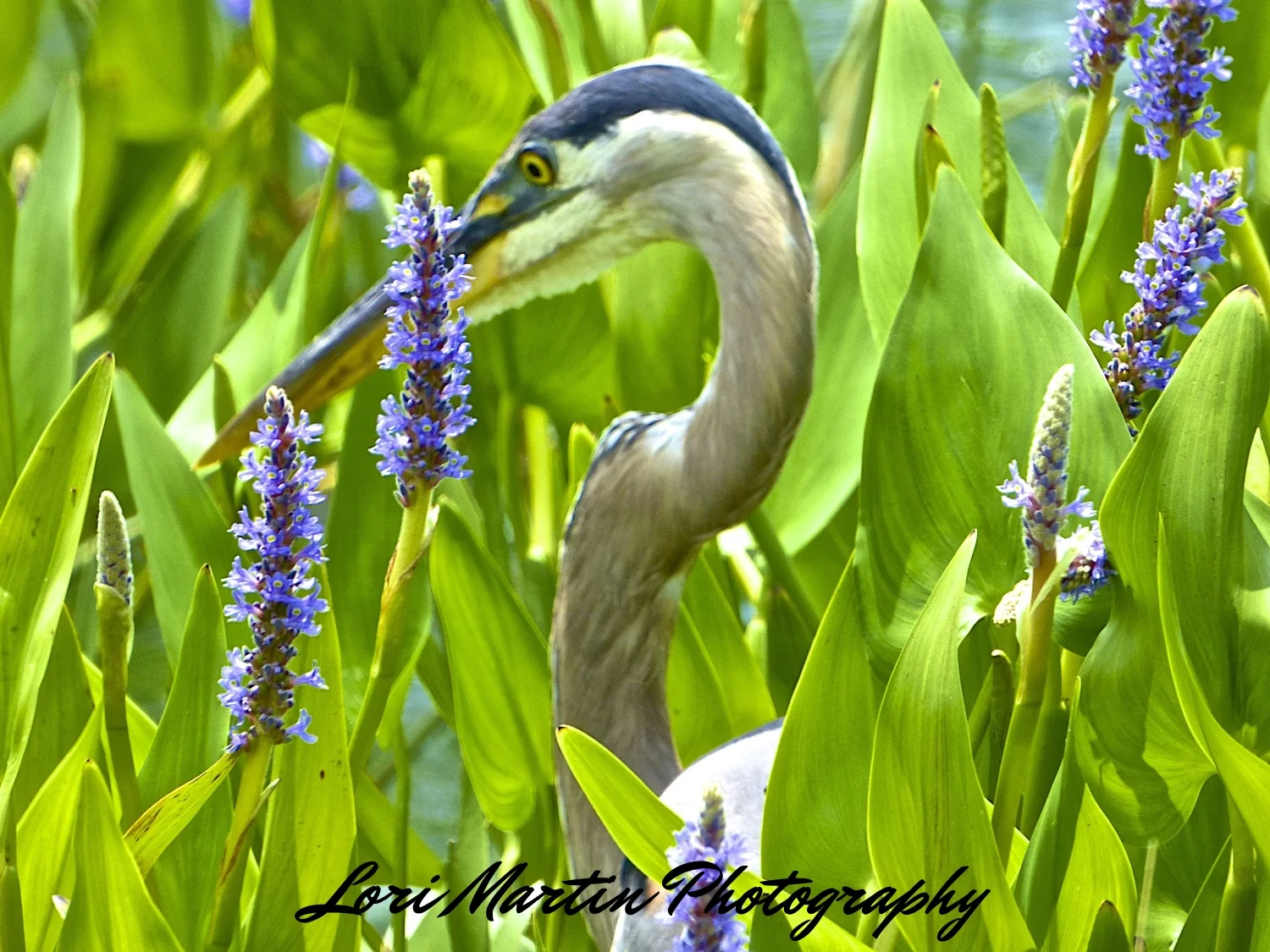 Heron Nestled in Blooms