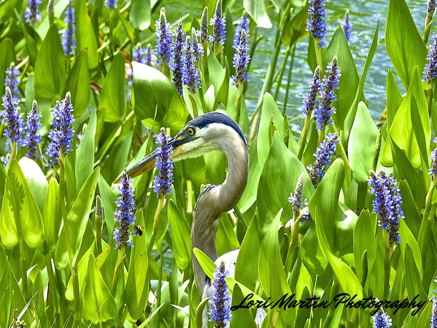 Heron and Blooms