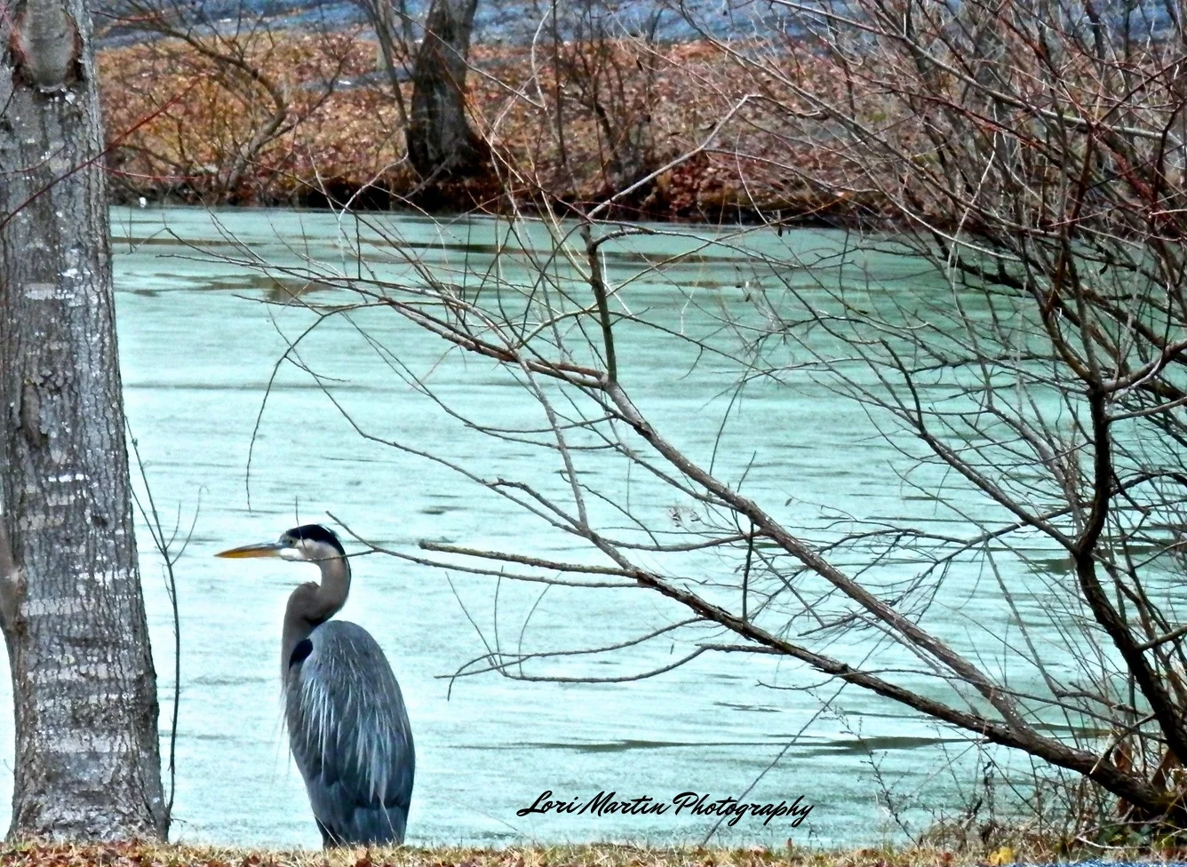 Winter Heron