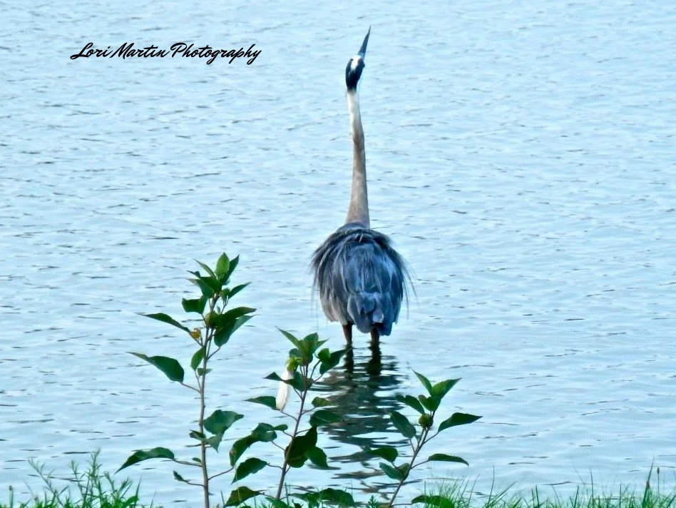 Looking Skyward