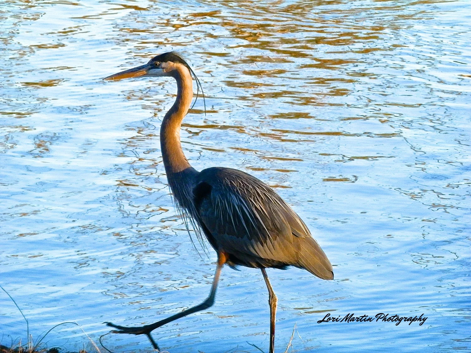 Heron in Stride