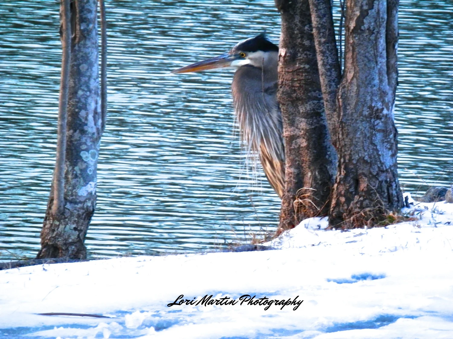 Heron in the Snow 3