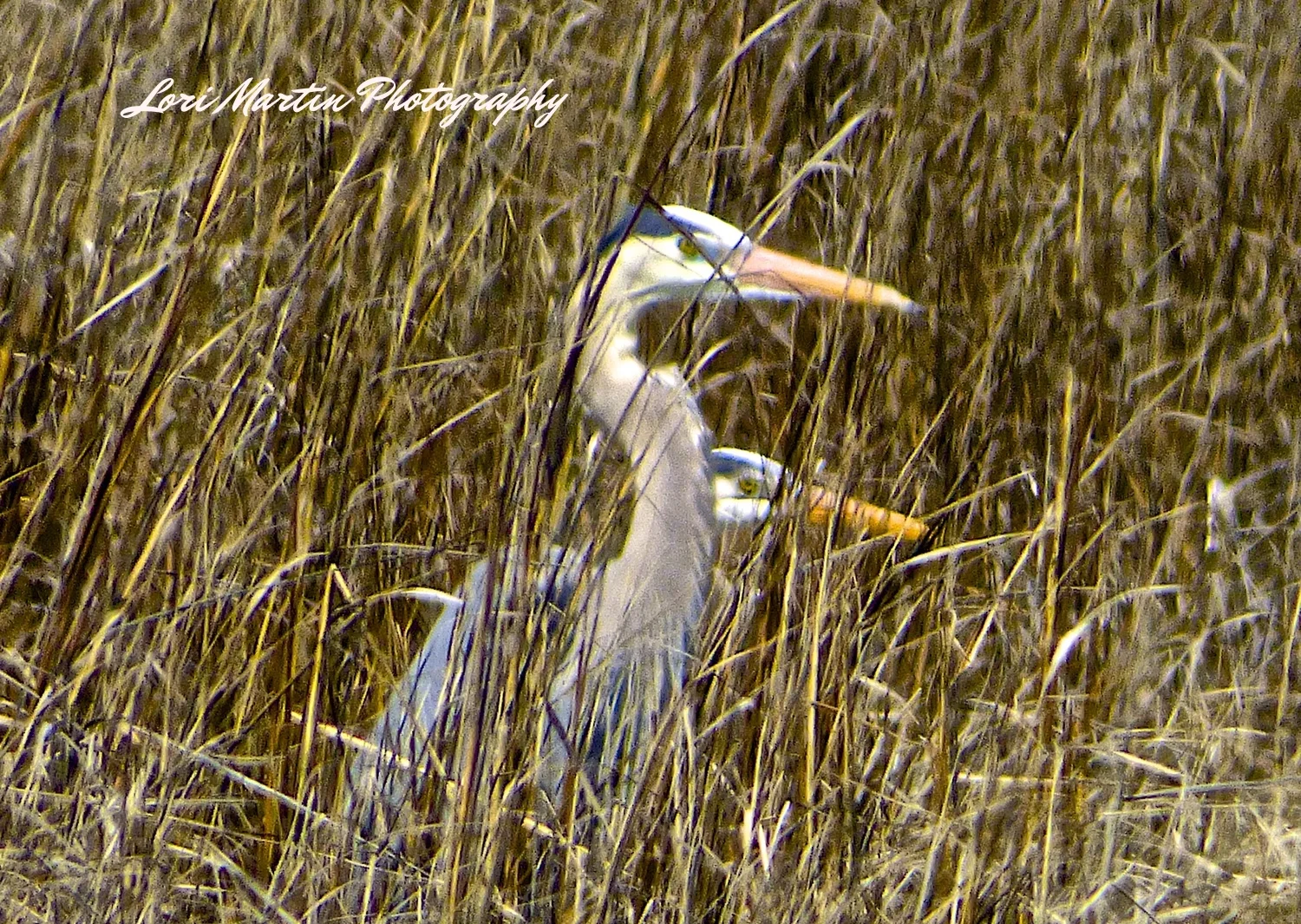 2 Herons in the Straw