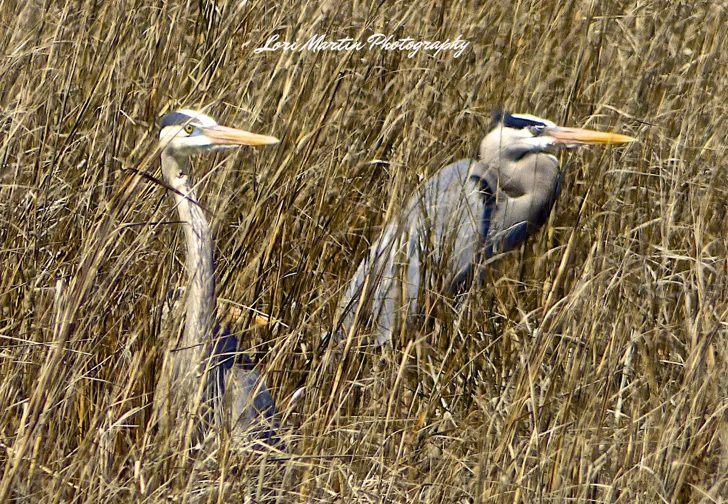 2 Herons in the Straw 2