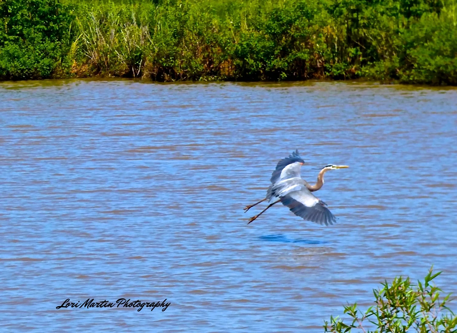 Blue Heron in Flight