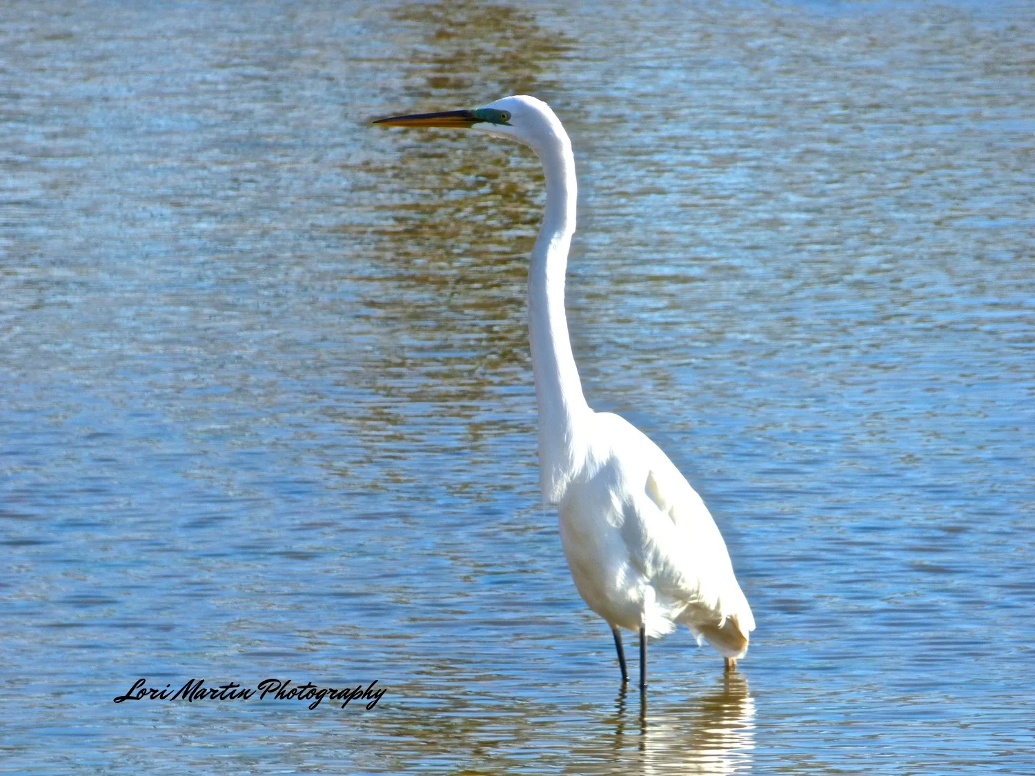 Egret in the Morning Light