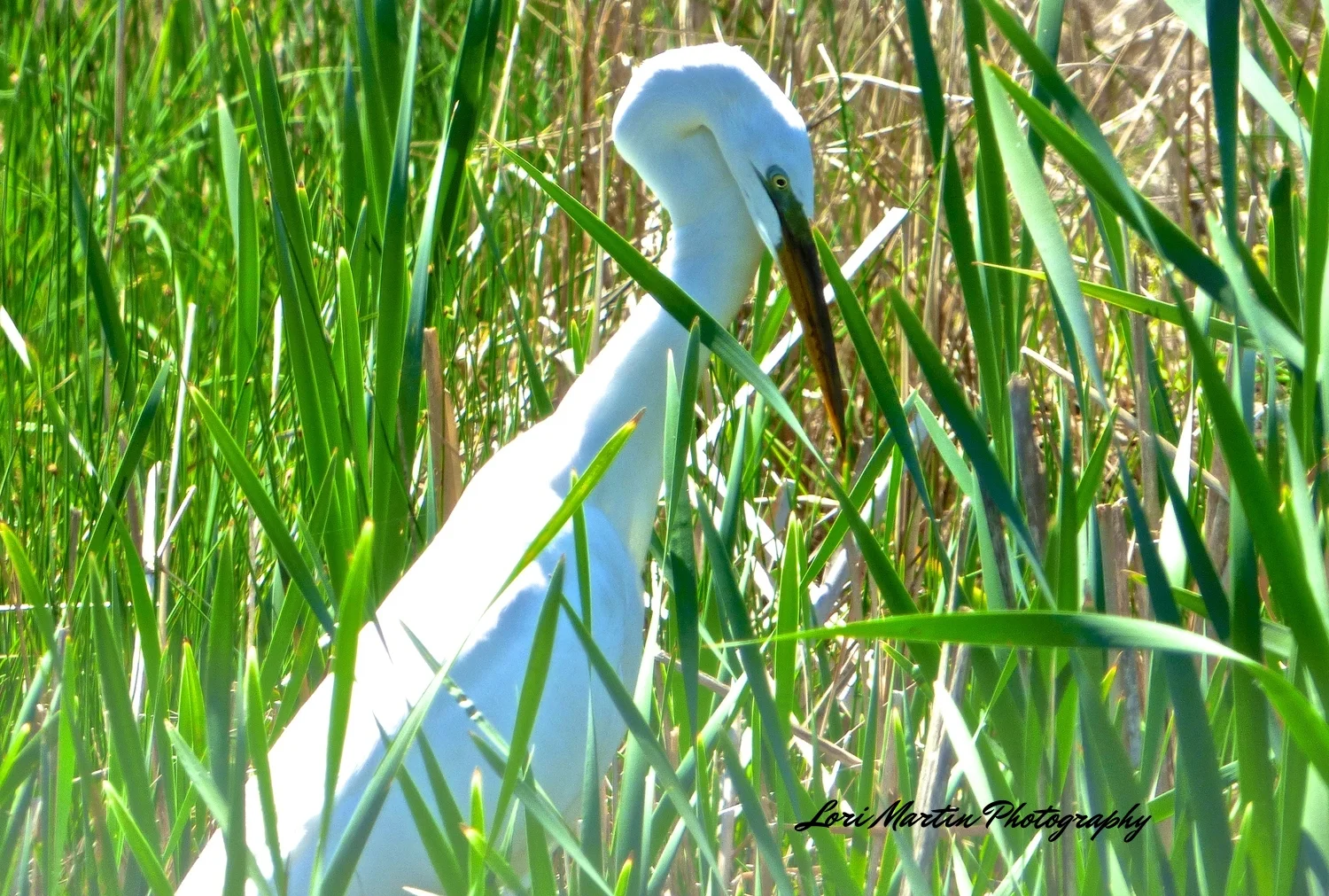 Egret in Green
