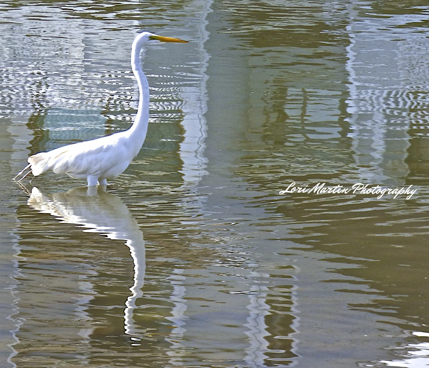 Egret in Glassy Water